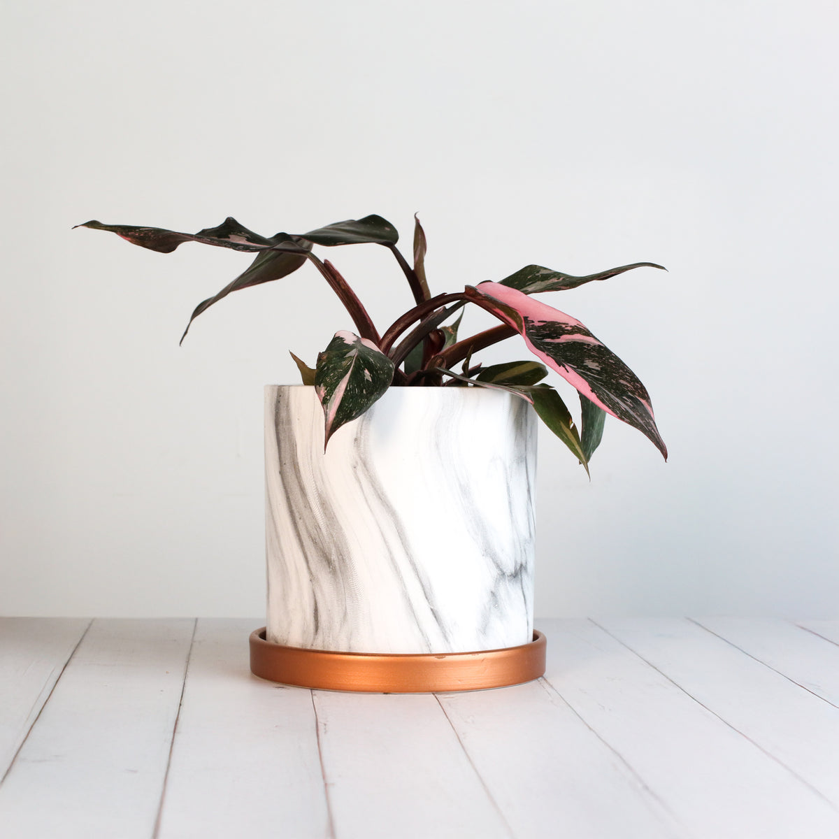 Philodendron 'Pink Princess'