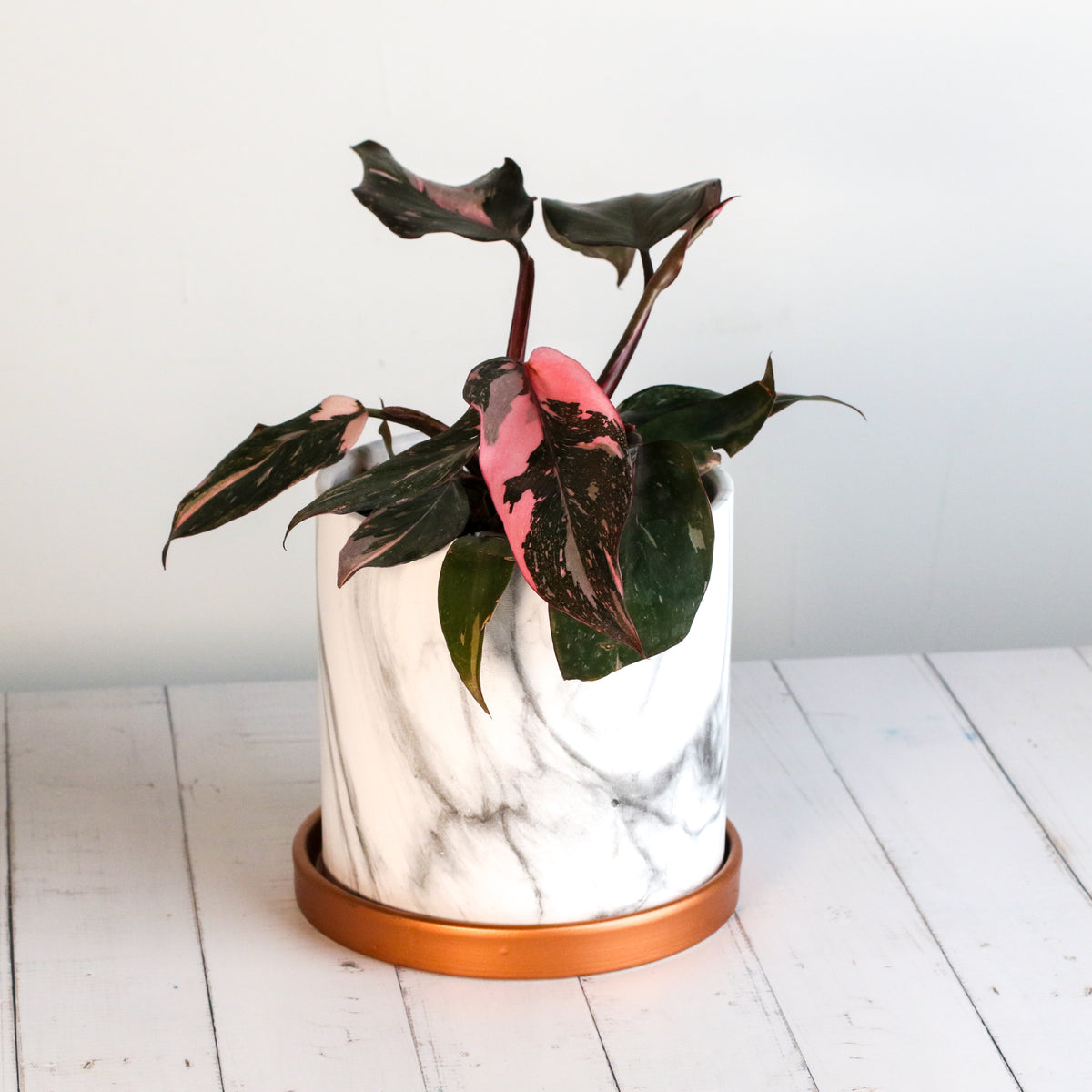 Philodendron 'Pink Princess'