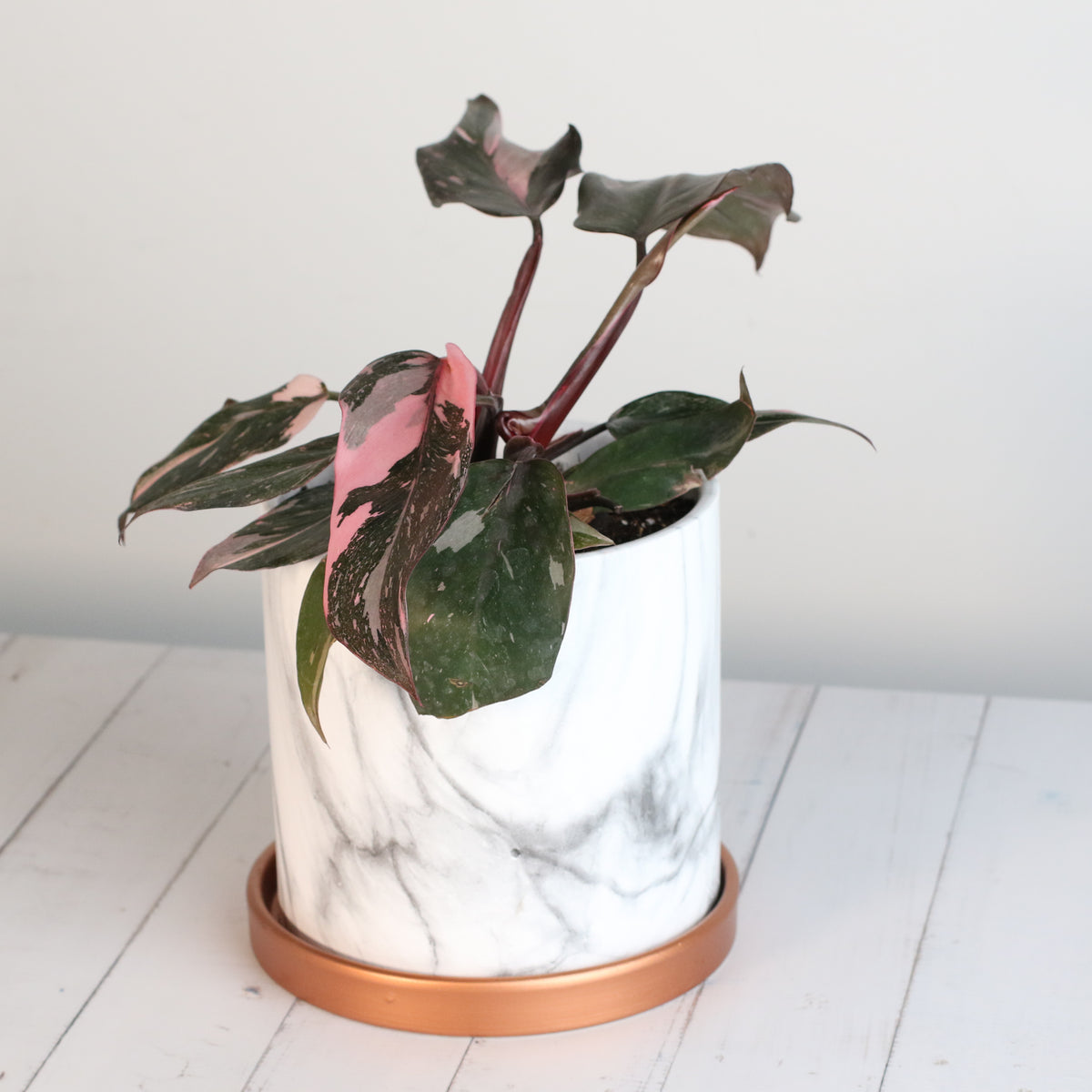 Philodendron 'Pink Princess'