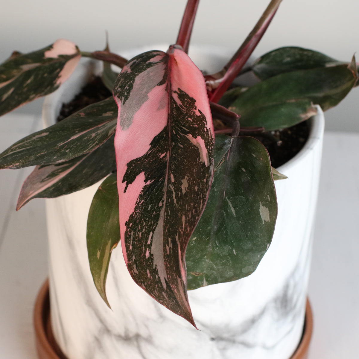 Philodendron 'Pink Princess'