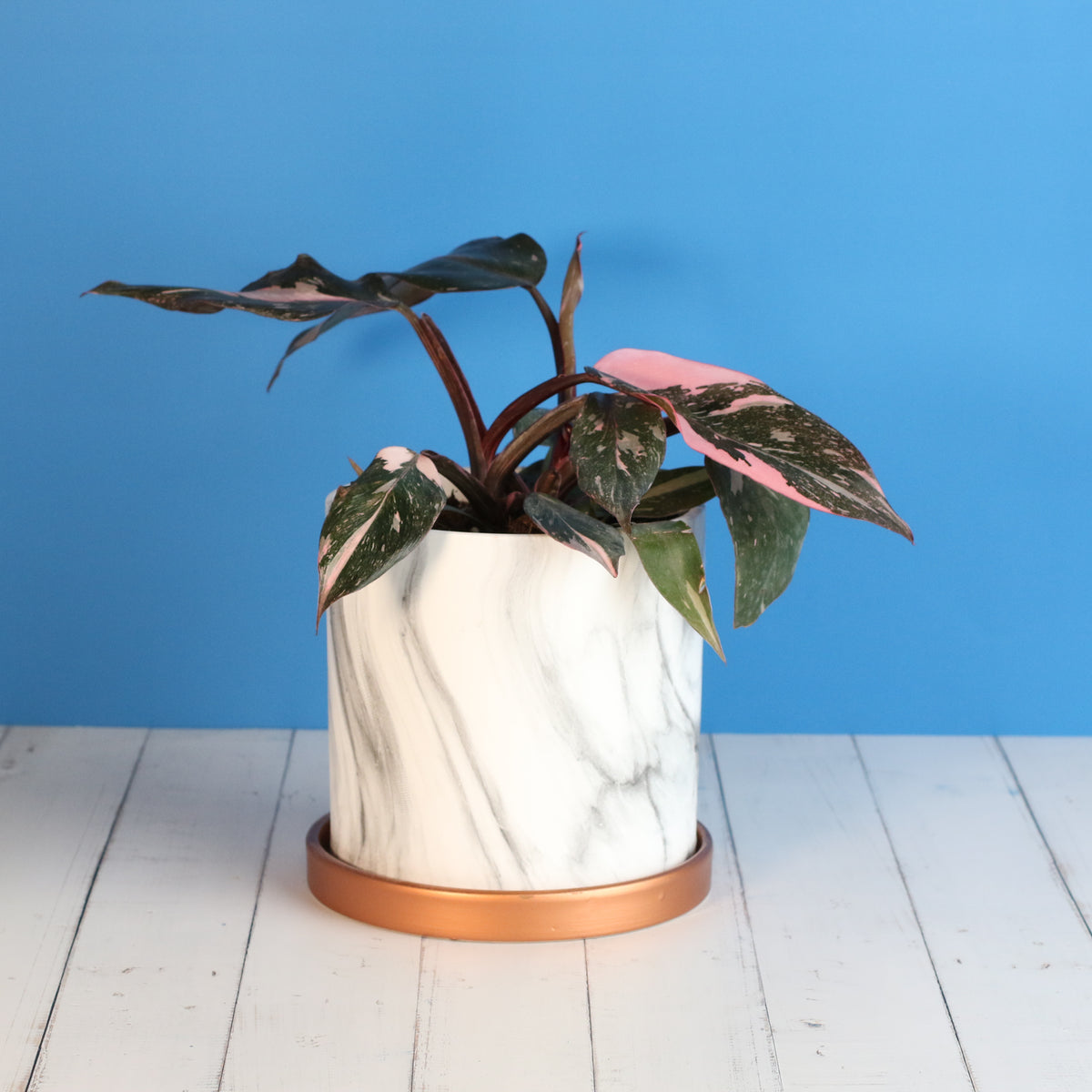 Philodendron 'Pink Princess'
