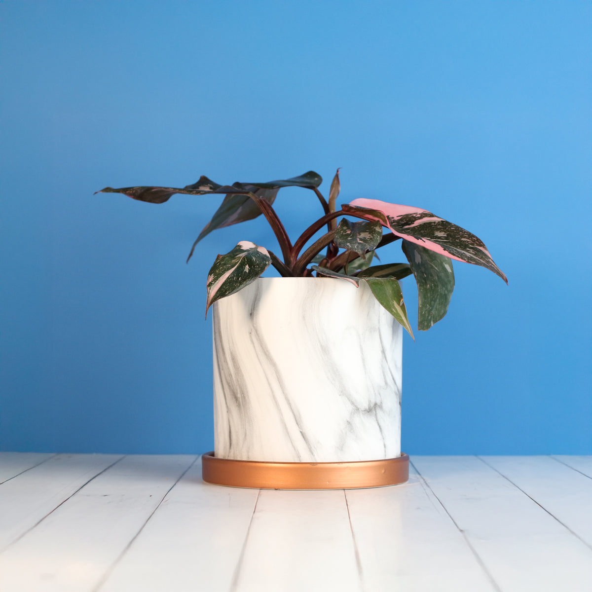 Philodendron 'Pink Princess'