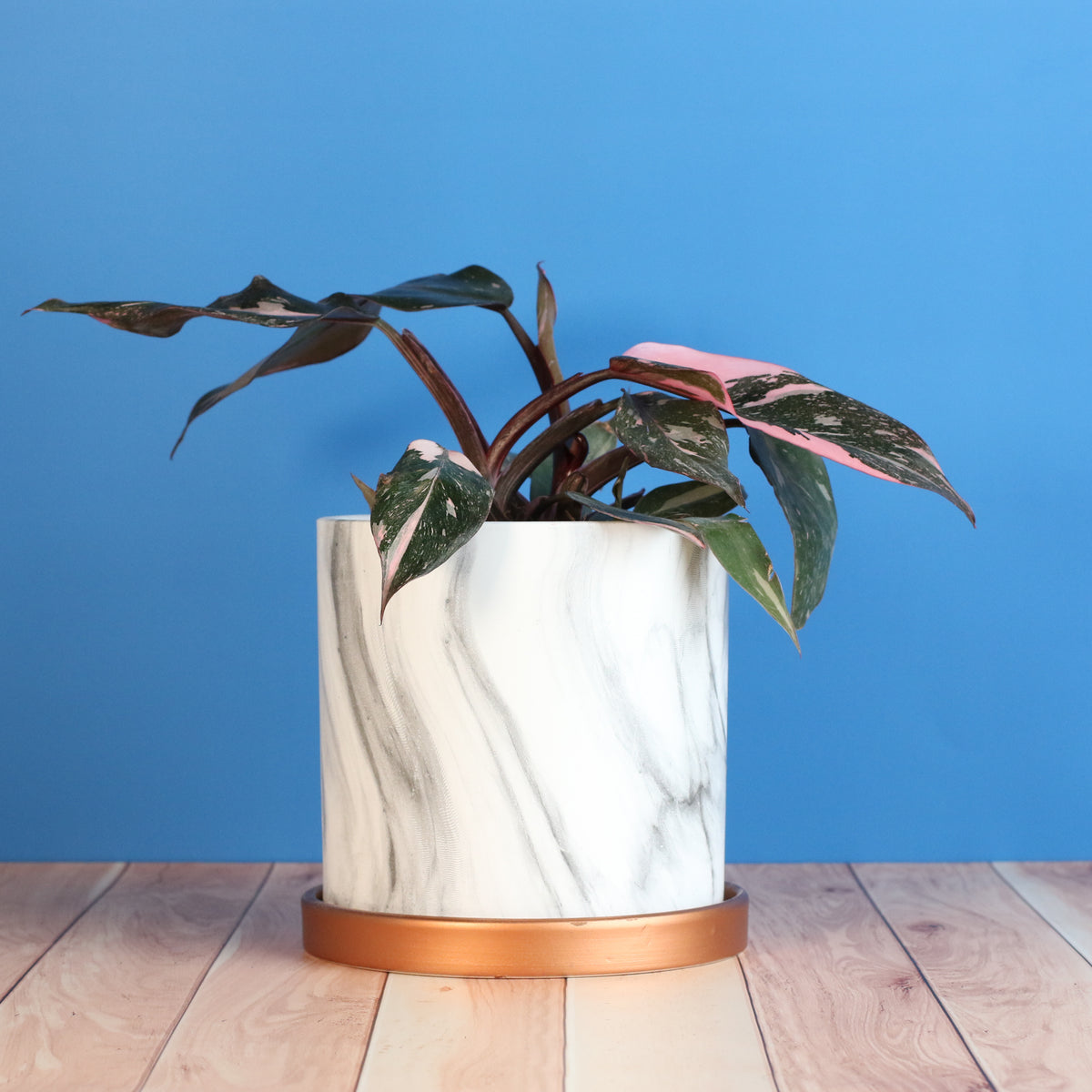 Philodendron 'Pink Princess'