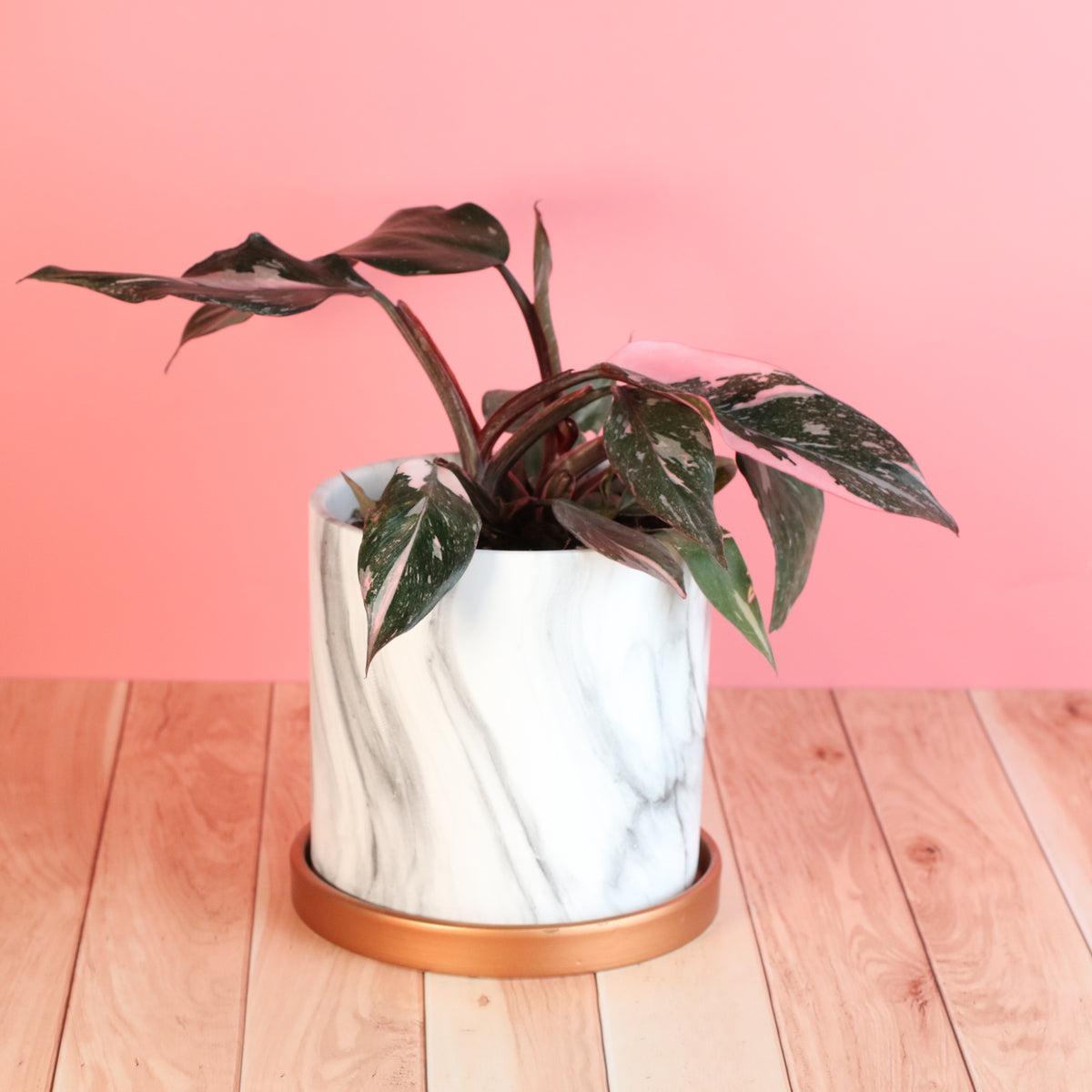 Philodendron 'Pink Princess'