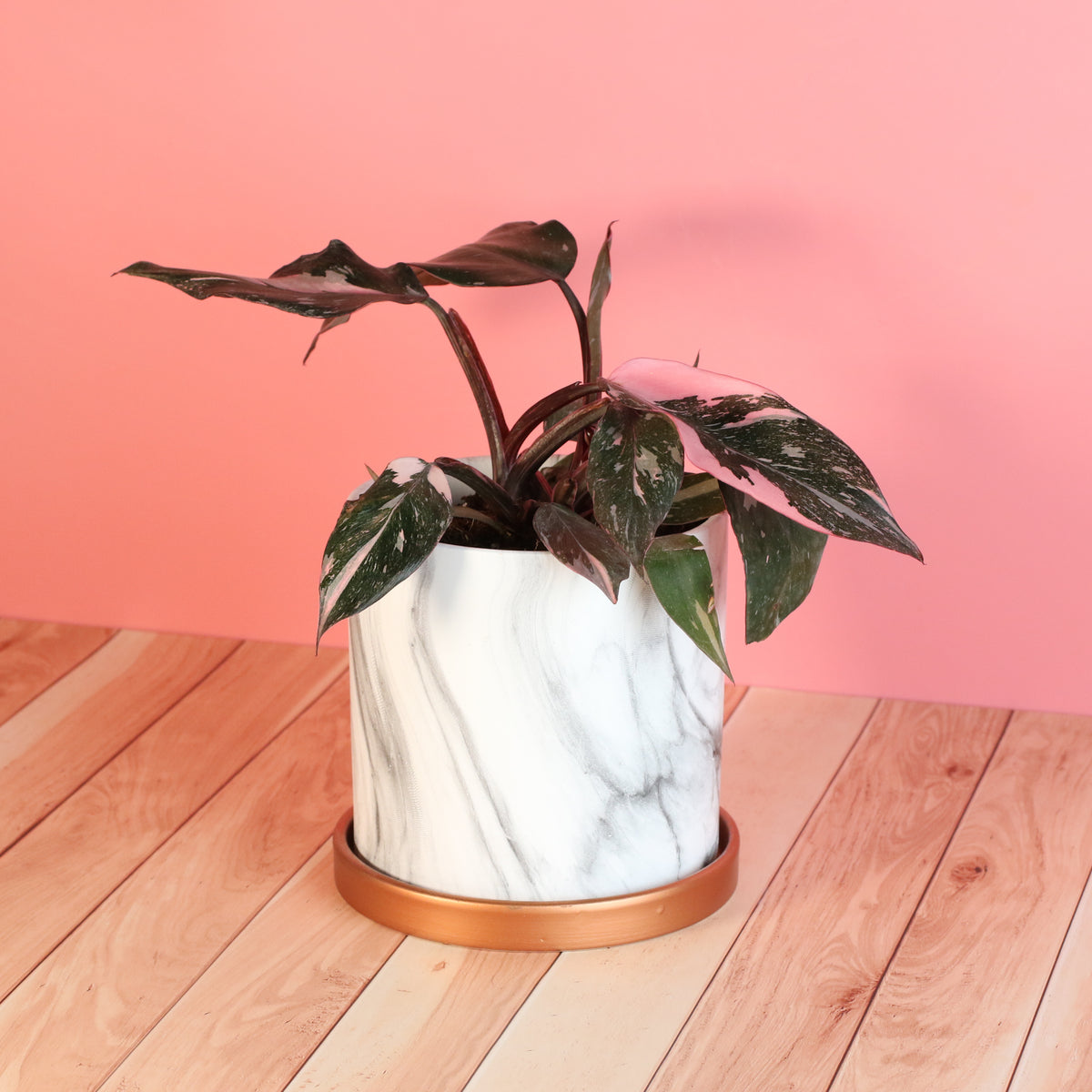 Philodendron 'Pink Princess'