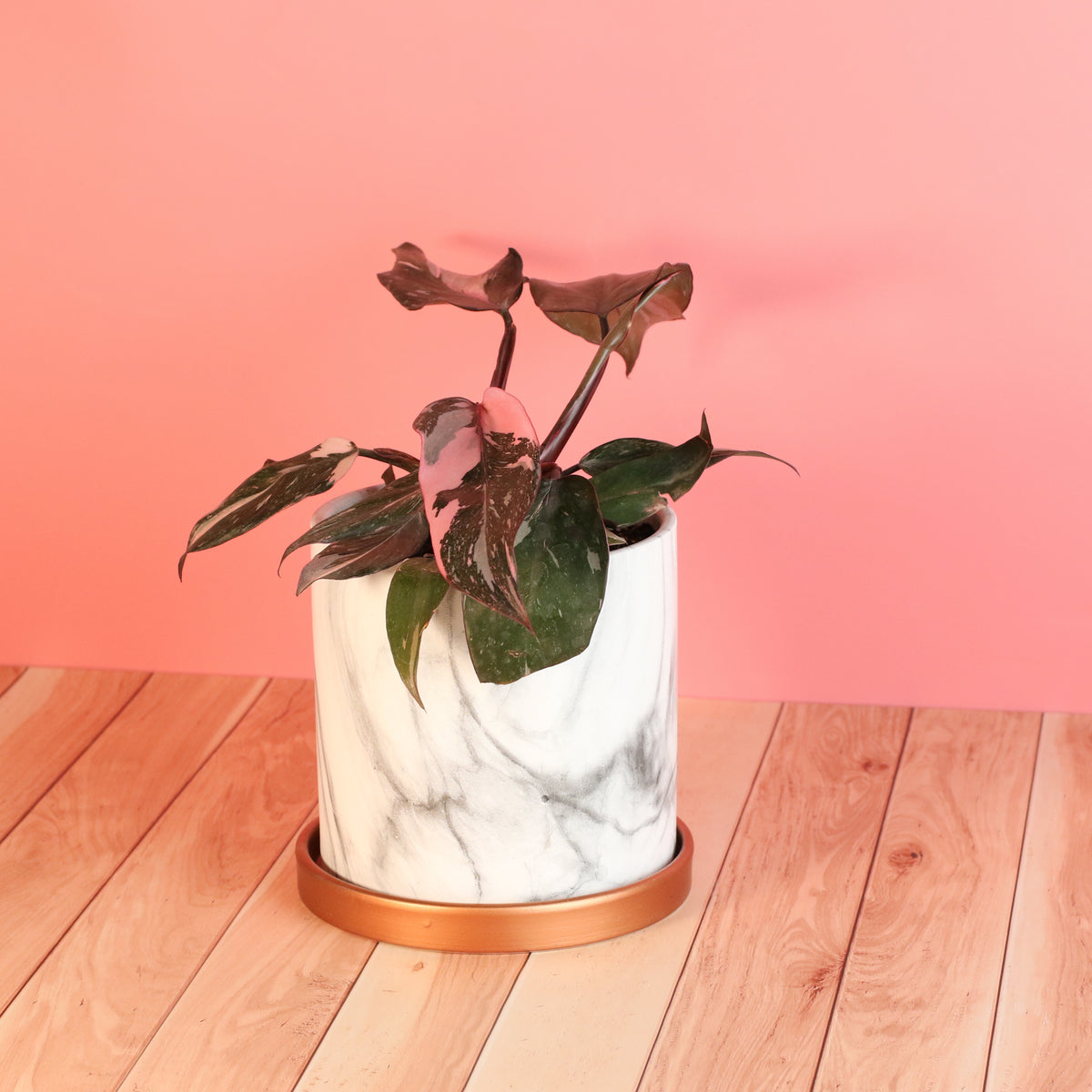 Philodendron 'Pink Princess'