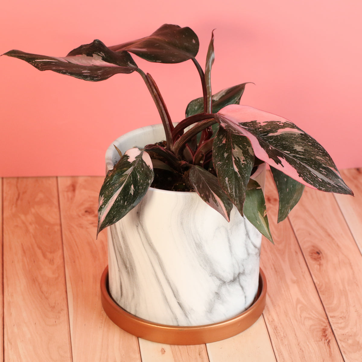 Philodendron 'Pink Princess'