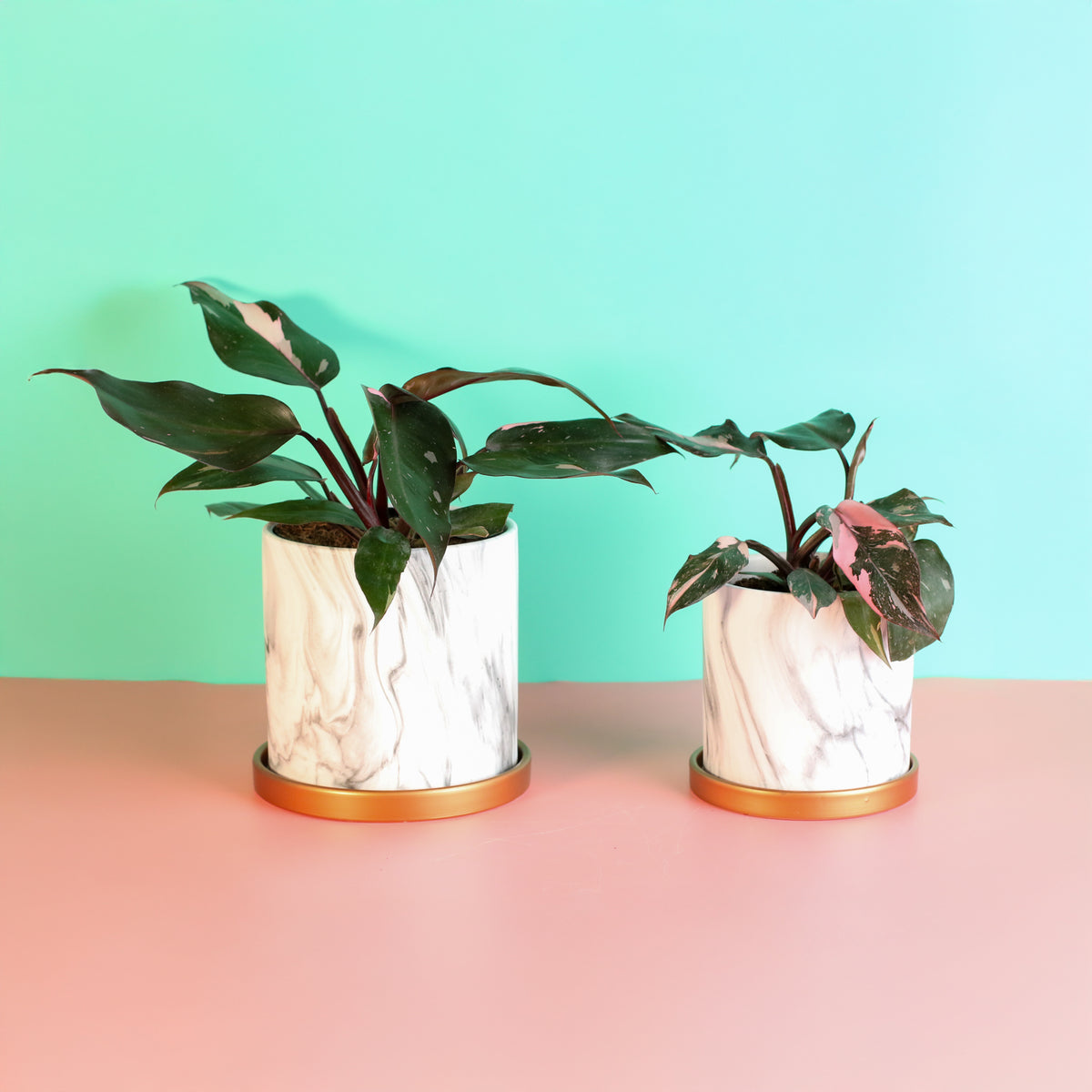 Philodendron 'Pink Princess'