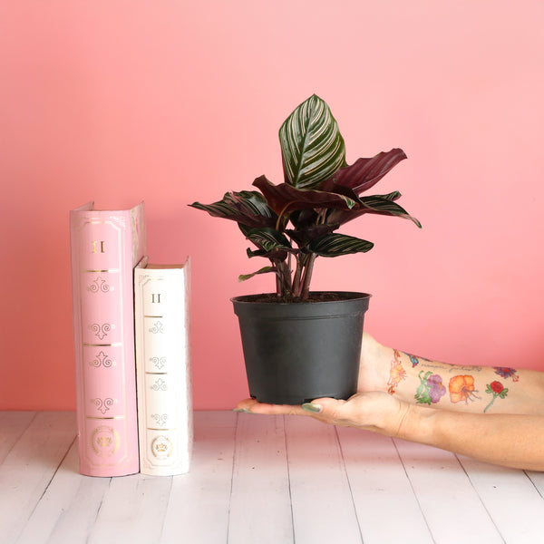 indoor plant with pink stripes Evergreen Perennial Calathea Ornata Pink Pinstripe Plant Nursery 6"