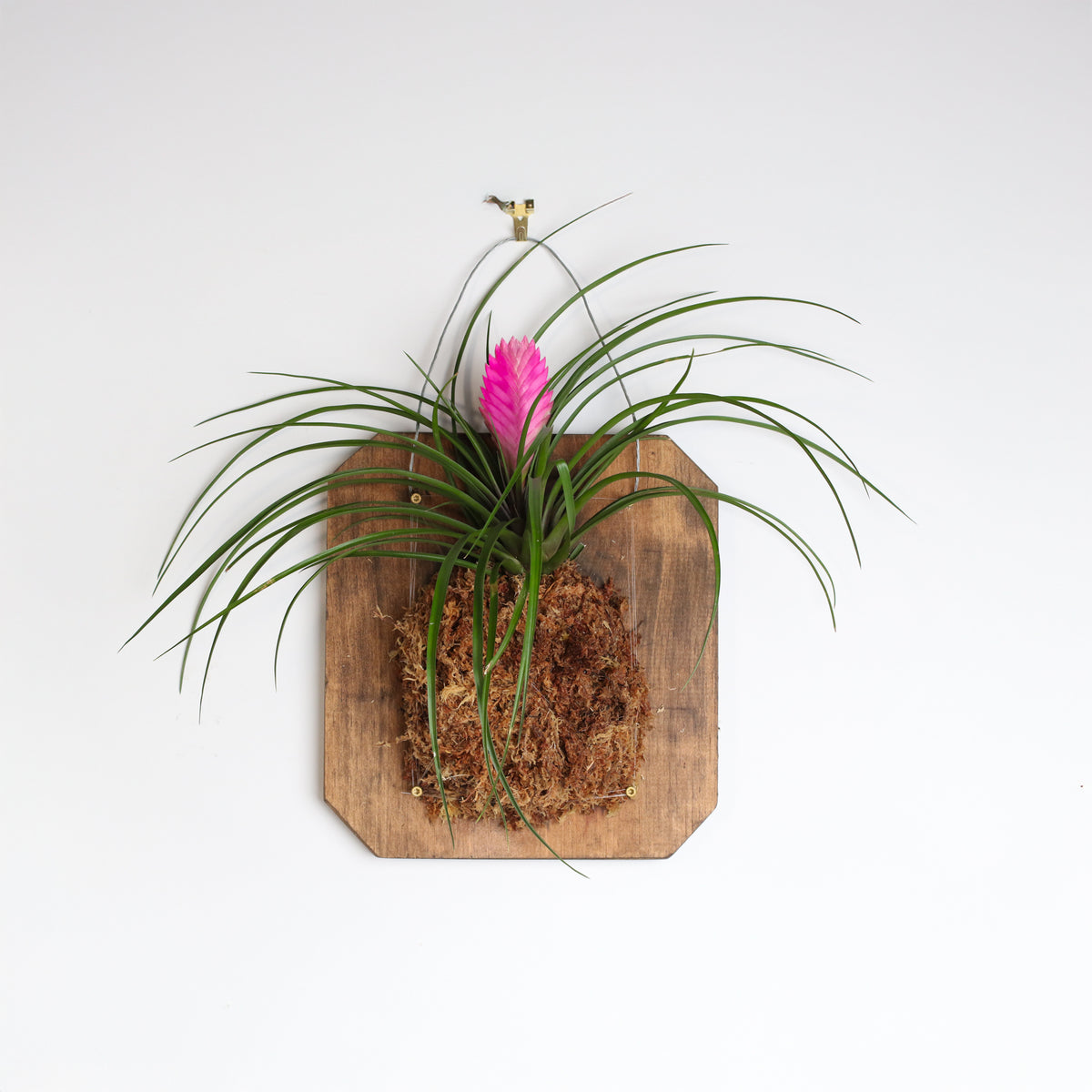 Pink Quill - Tillandsia 'Cyanea'