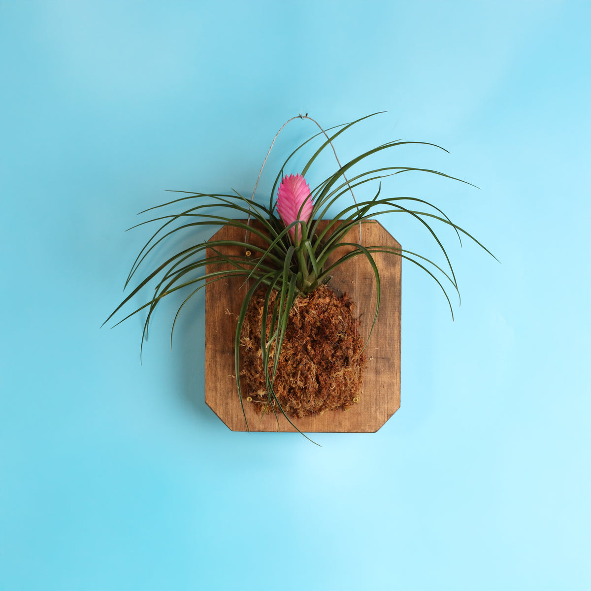 Pink Quill - Tillandsia 'Cyanea'