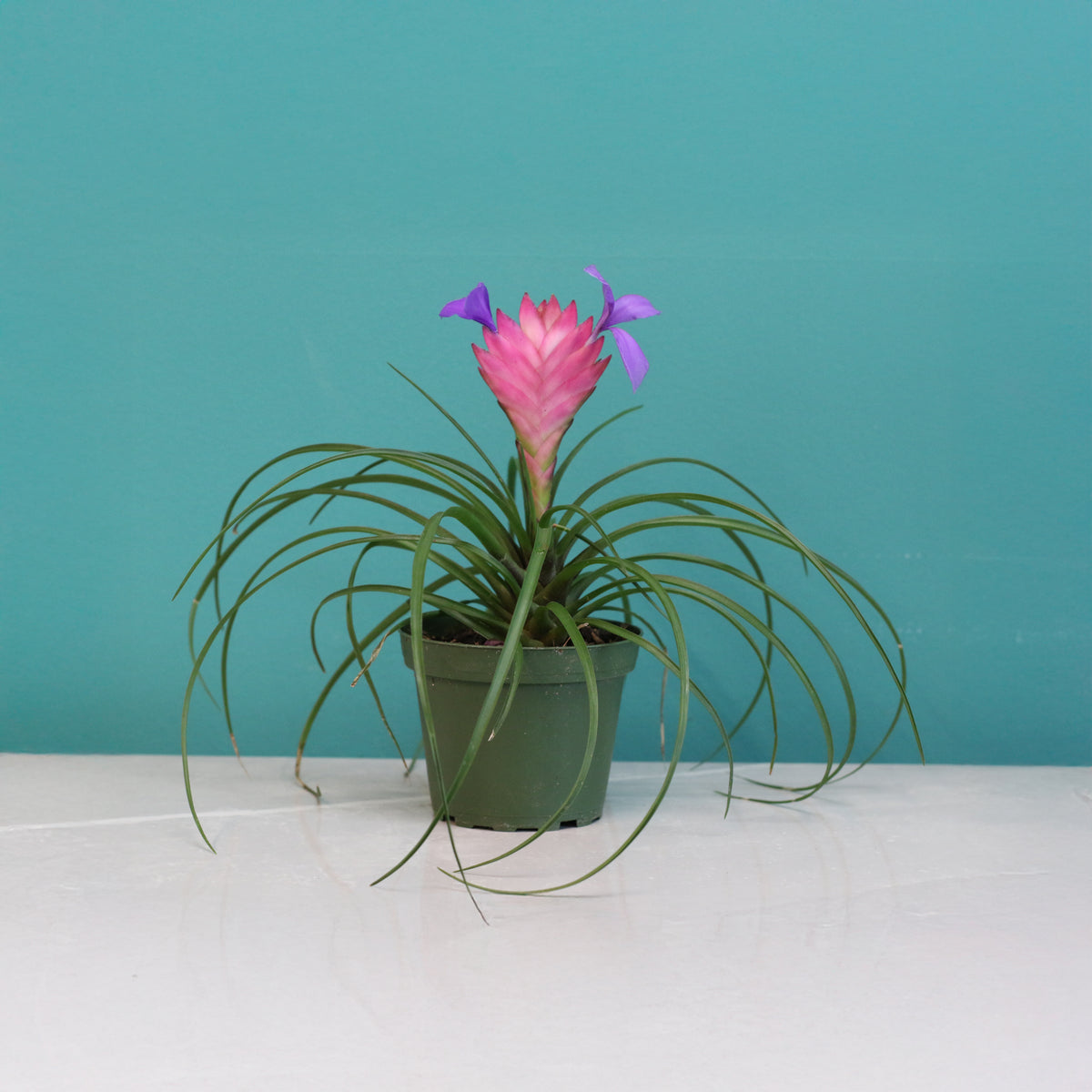 Pink Quill - Tillandsia 'Cyanea'