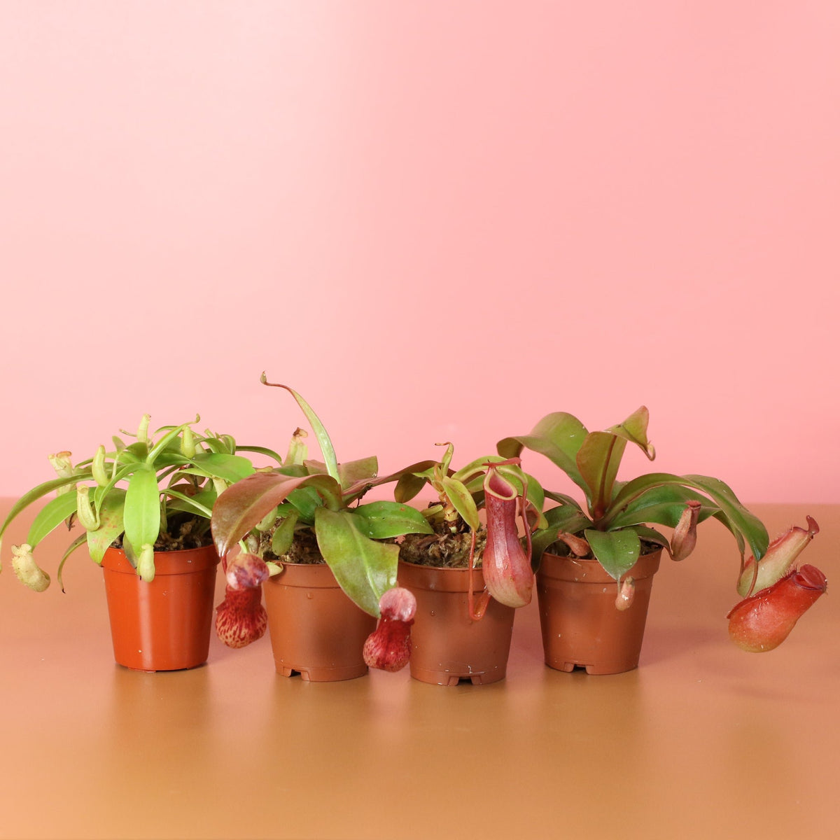 Carnivorous Plant Bundle