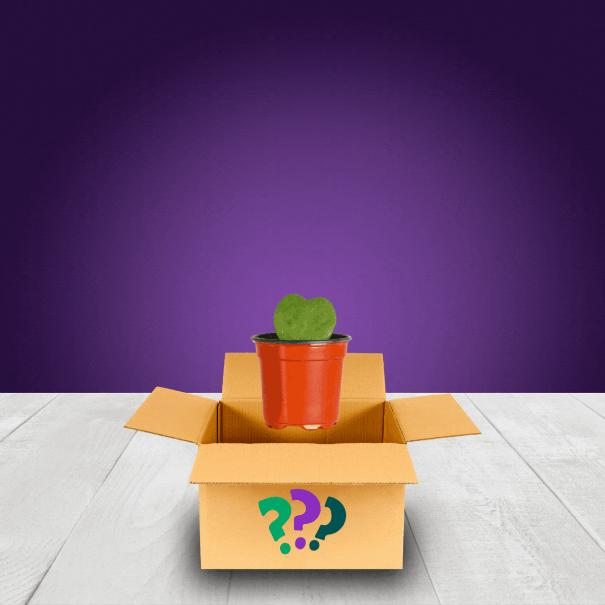 Grower's Choice Mystery Plant 4" Nursery Pot