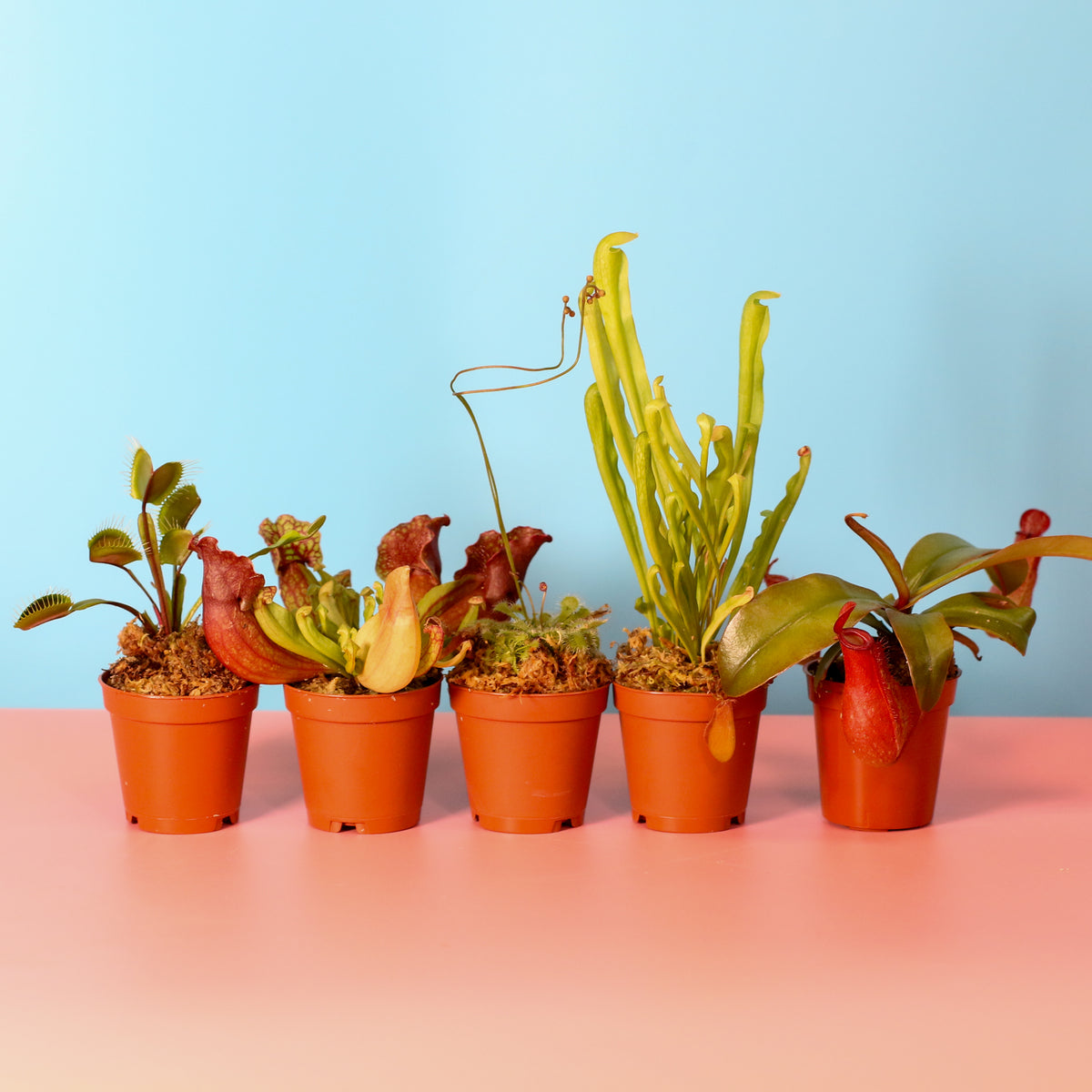 Carnivorous Plant Bundle