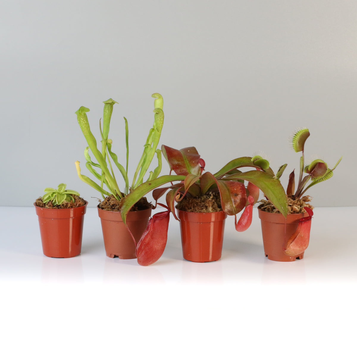 Carnivorous Plant Bundle