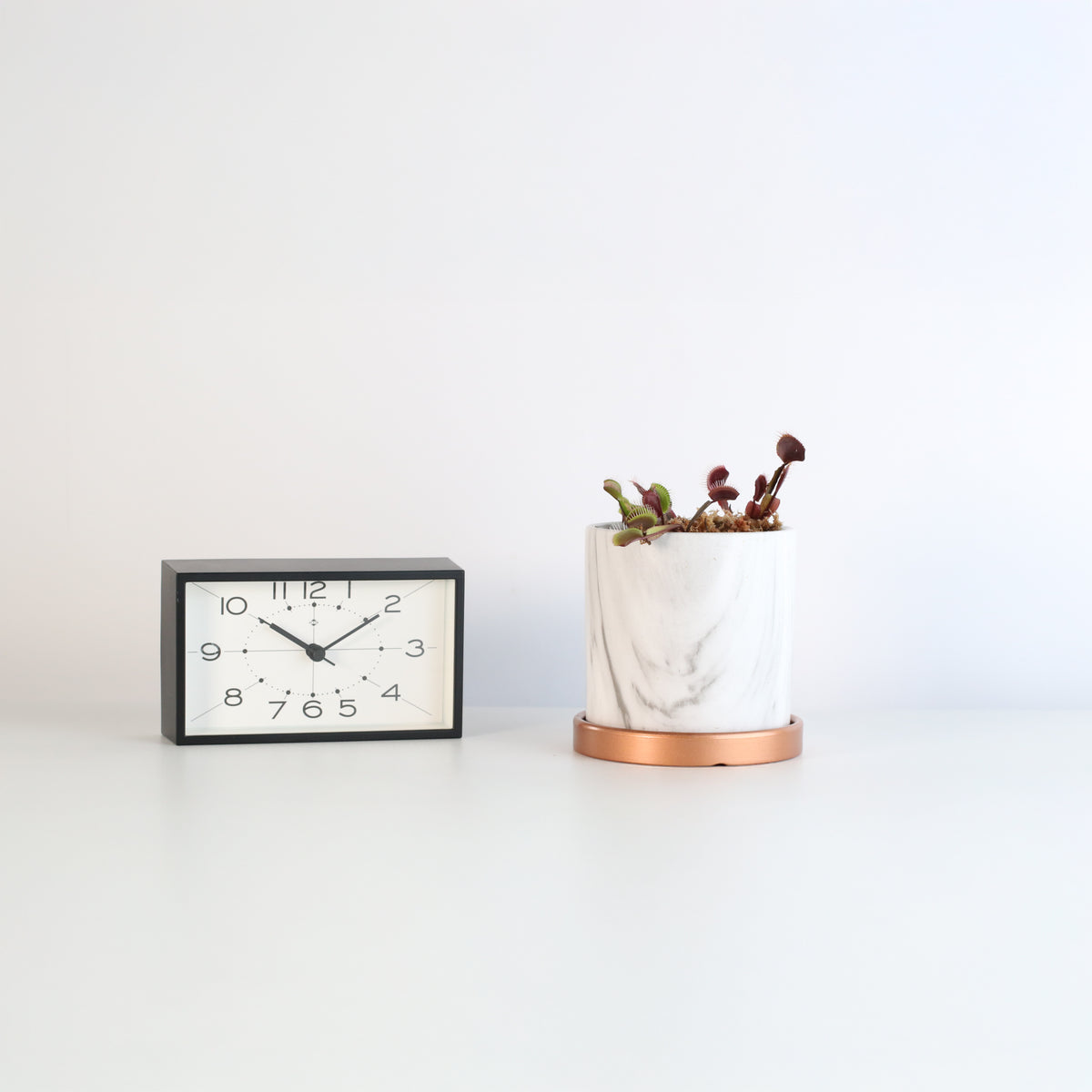 Red Venus Fly Trap in 4.5" Ceramic Daphne Planter next to clock.