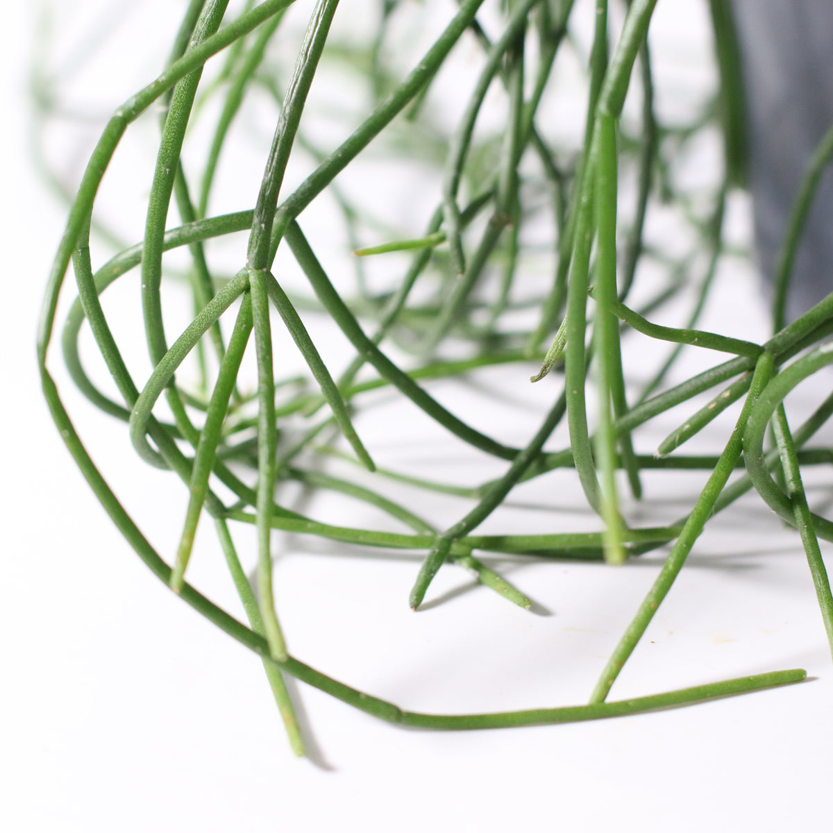 Rhipsalis Campos Portoana-Mistletoe Cactus Plant