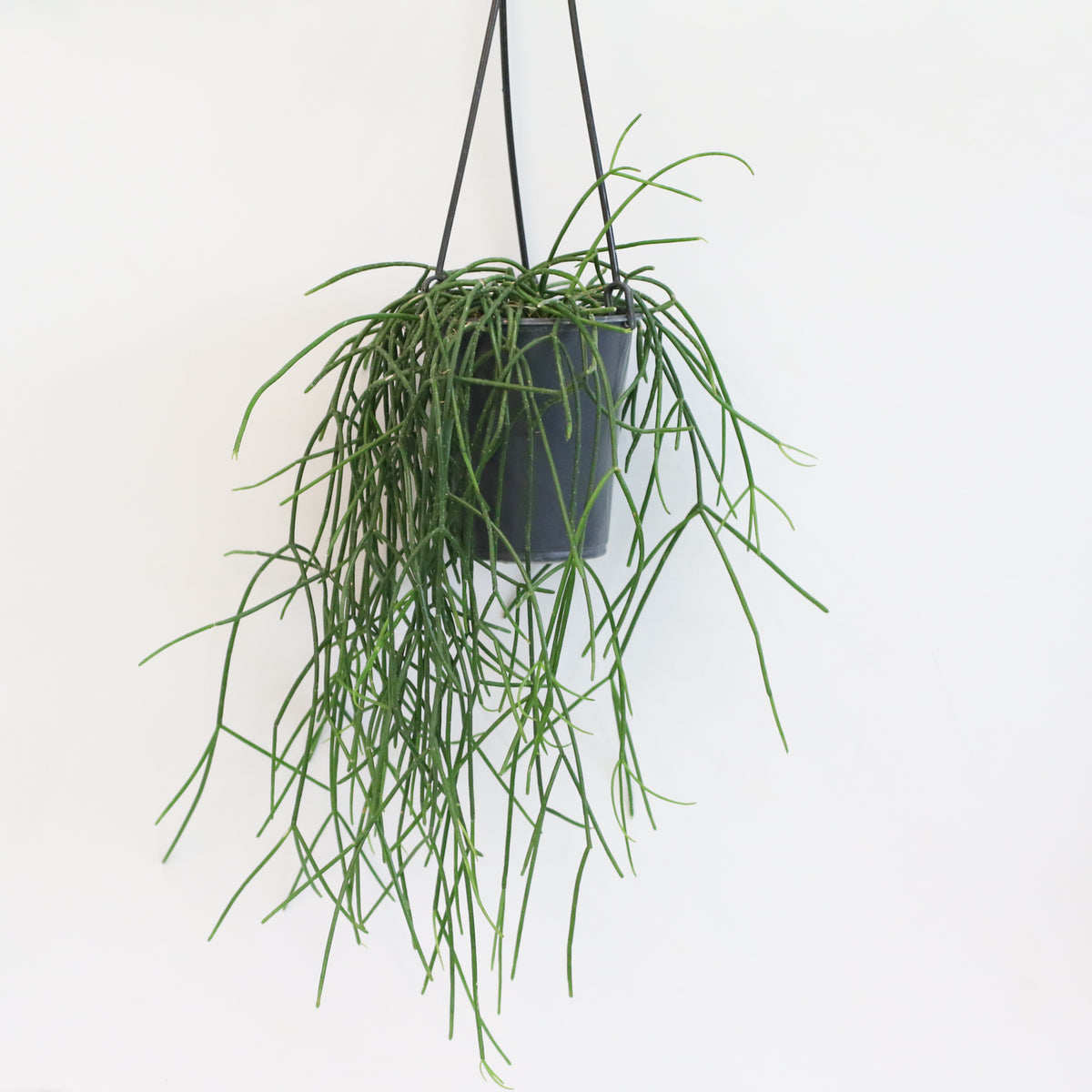 Rhipsalis Campos Portoana-Mistletoe Cactus Plant