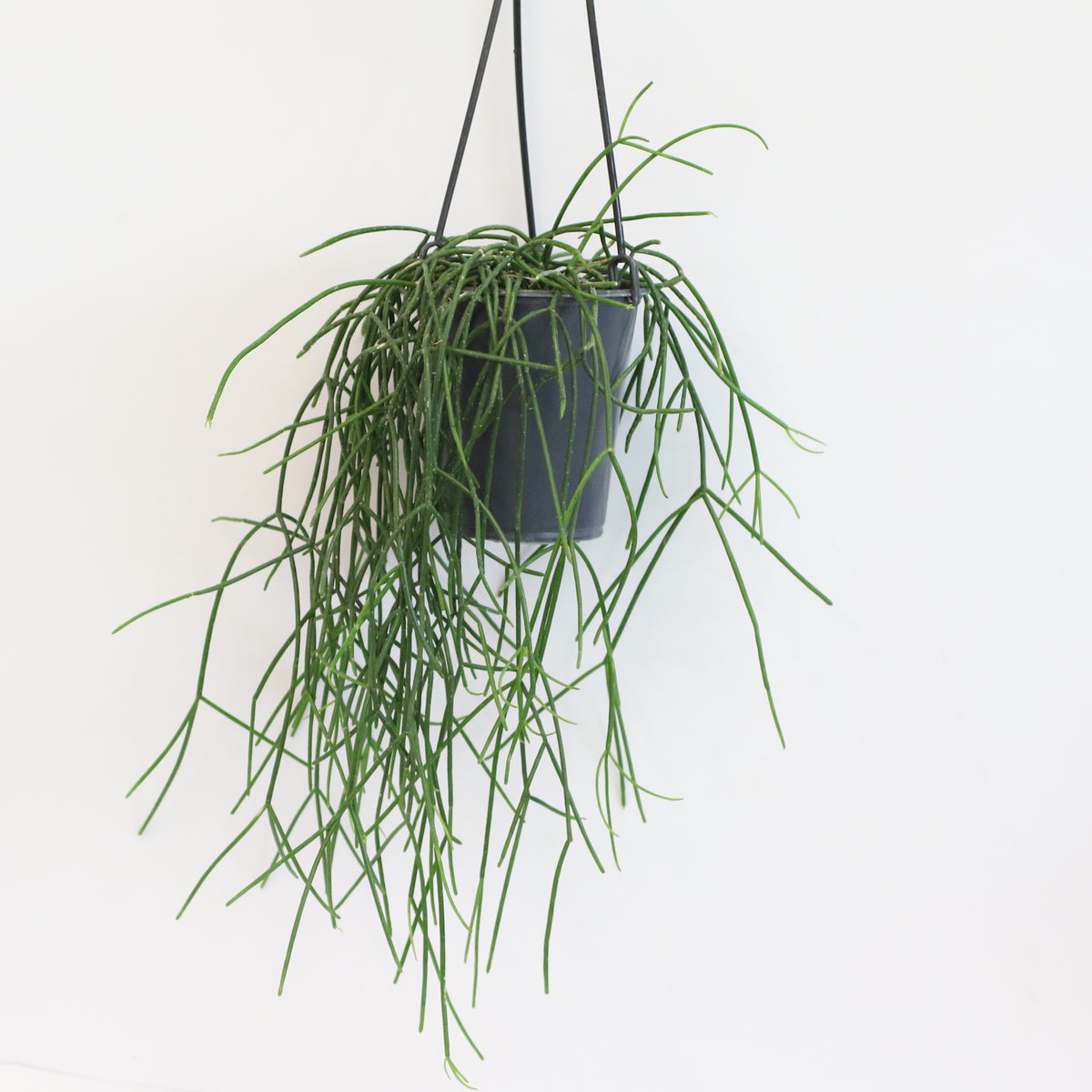 Rhipsalis Campos Portoana-Mistletoe Cactus Plant