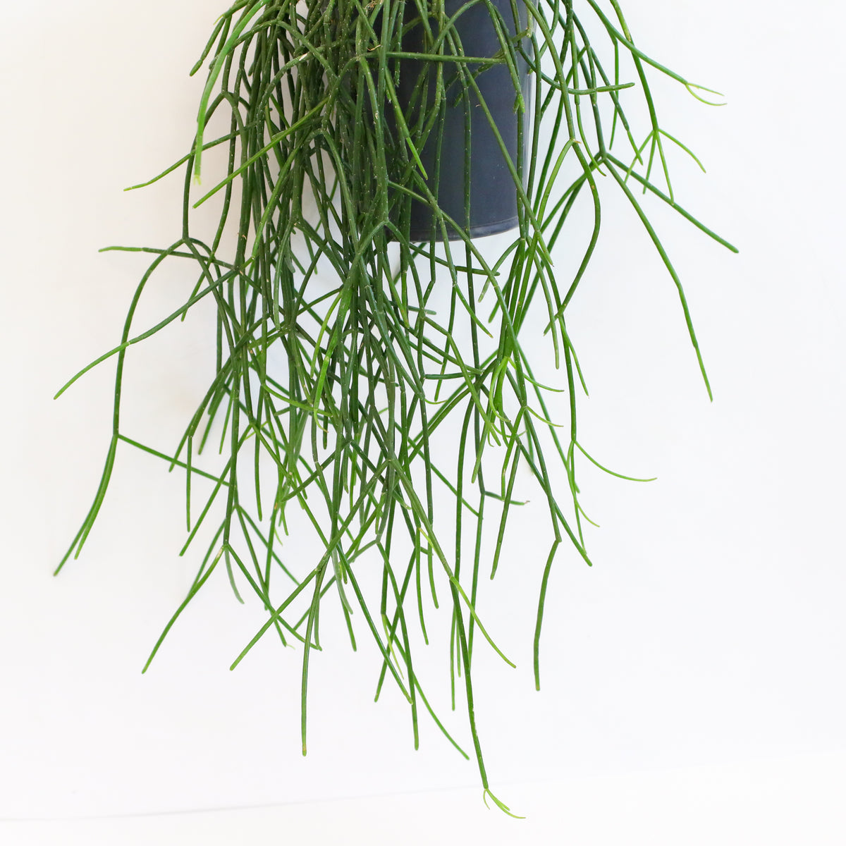 Rhipsalis Campos Portoana-Mistletoe Cactus Plant