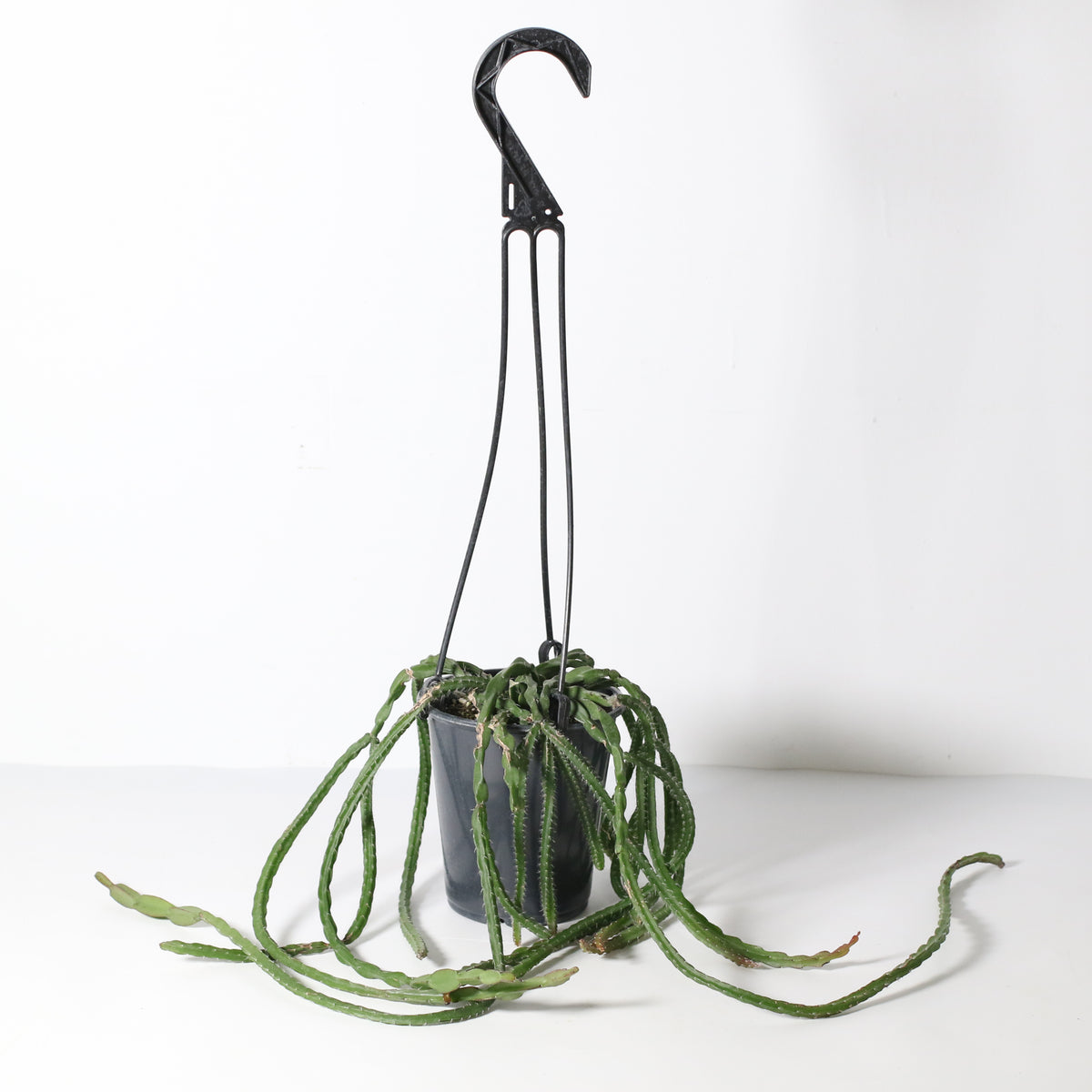 Rhipsalis Paradoxa Chain Succulent Mistletoe Cactus