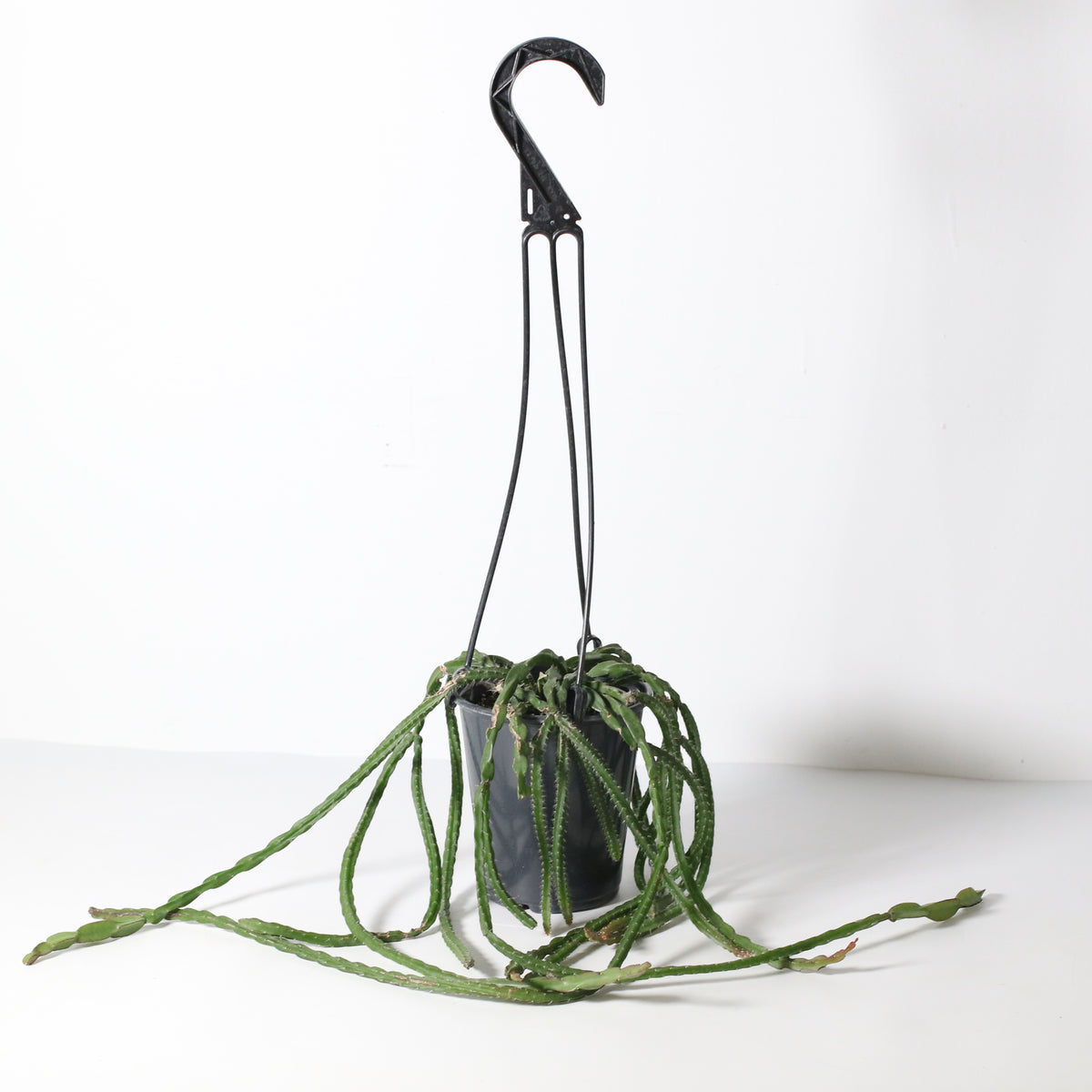 Rhipsalis Paradoxa Chain Succulent Mistletoe Cactus