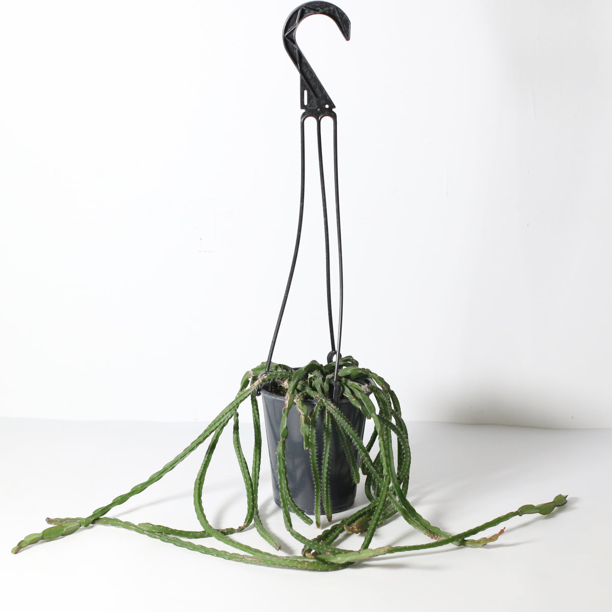 Rhipsalis Paradoxa Chain Succulent Mistletoe Cactus