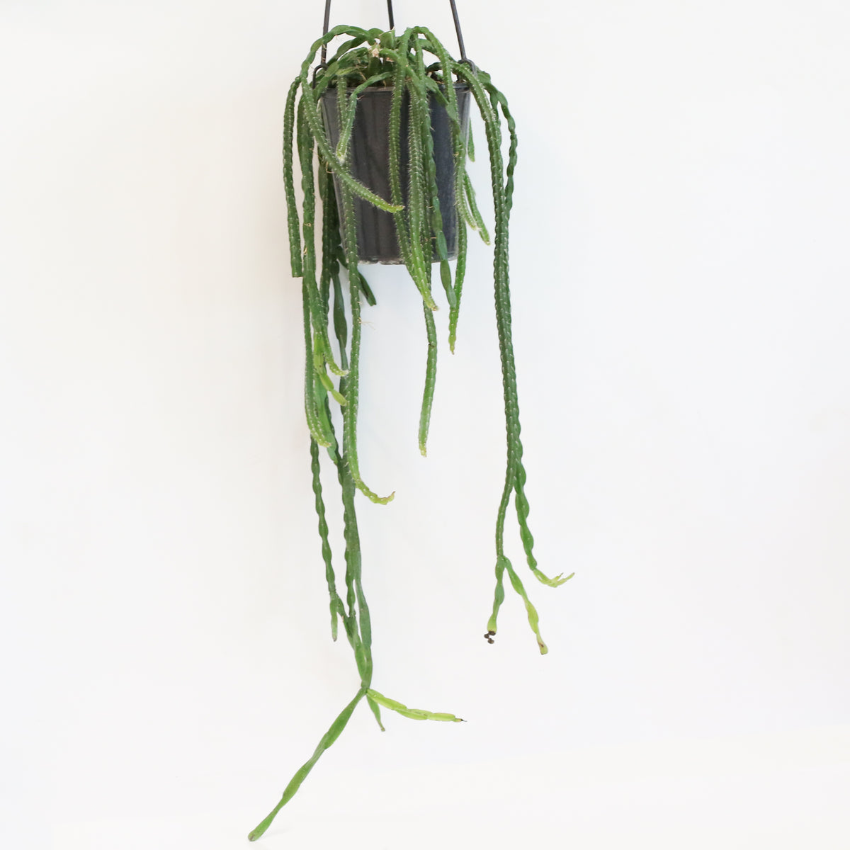 Rhipsalis Paradoxa Chain Succulent Mistletoe Cactus