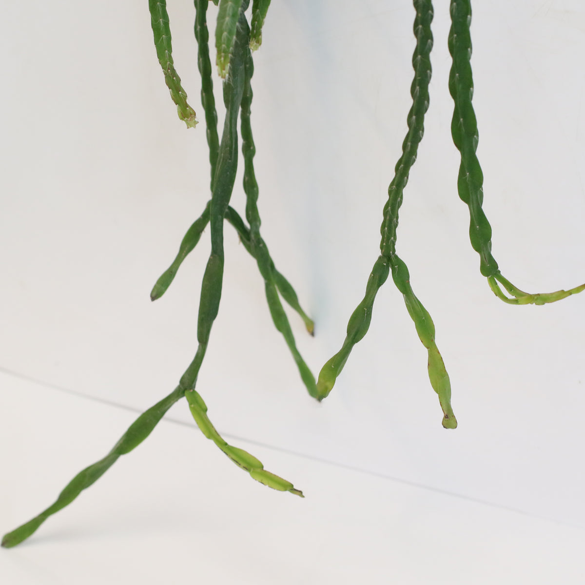 Rhipsalis Paradoxa Chain Succulent Mistletoe Cactus