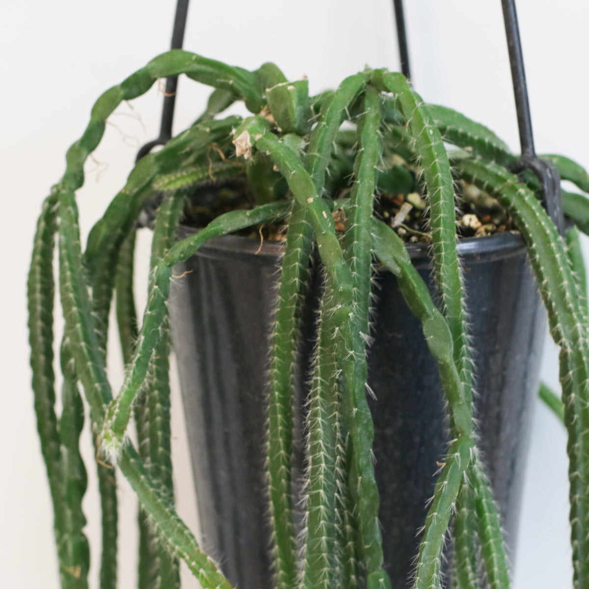 Rhipsalis Paradoxa Chain Succulent Mistletoe Cactus