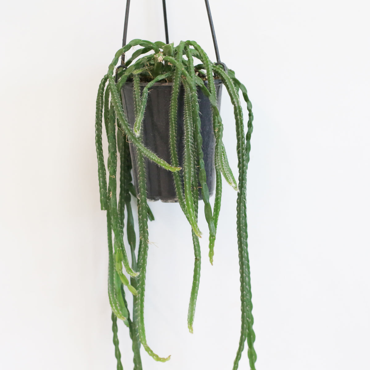 Rhipsalis Paradoxa Chain Succulent Mistletoe Cactus