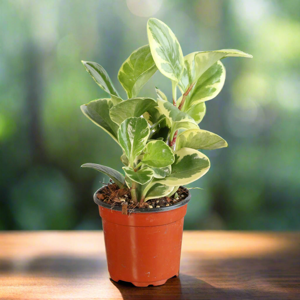 Peperomia Marble Variegated Baby Rubber Plant
