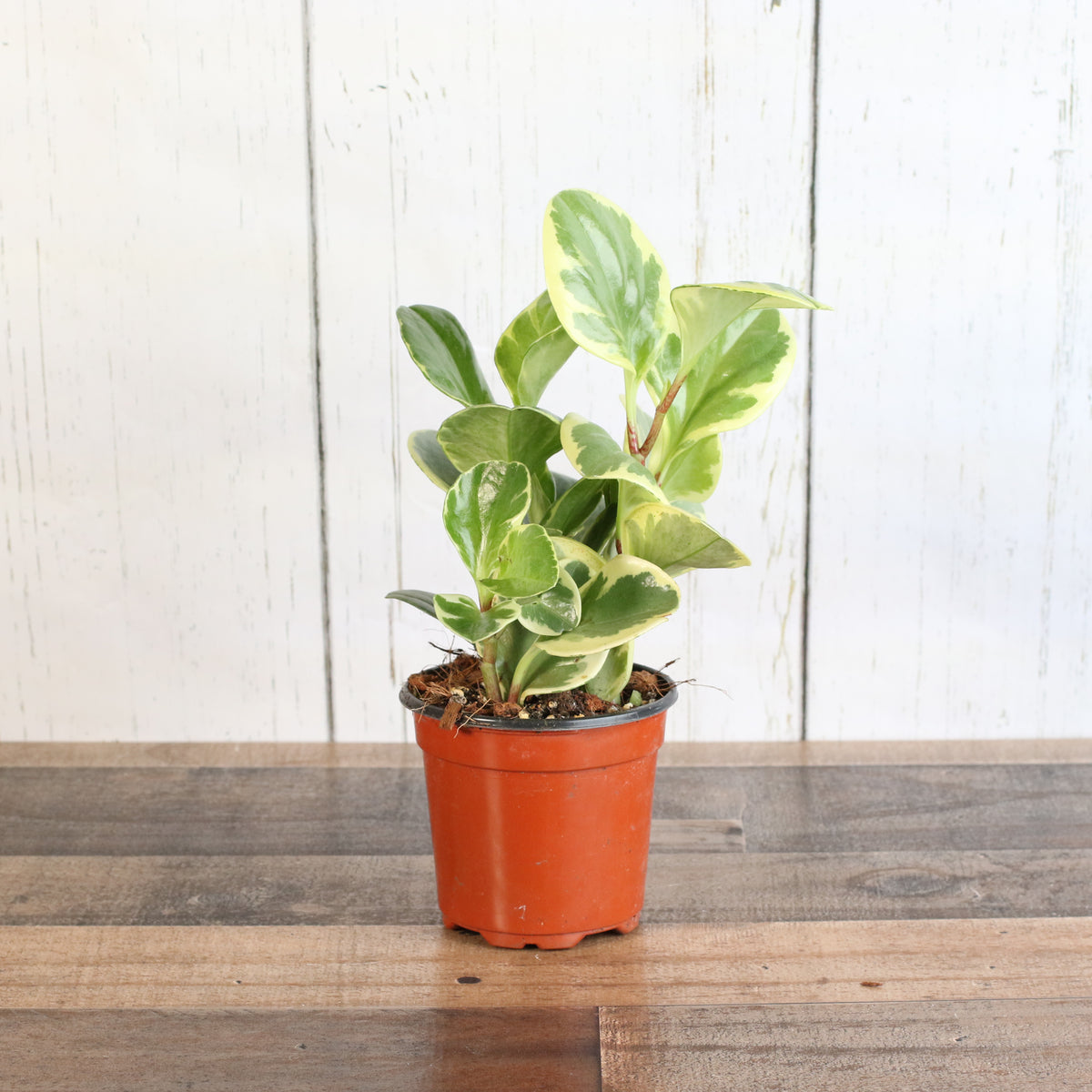 Peperomia Marble Variegated Baby Rubber Plant