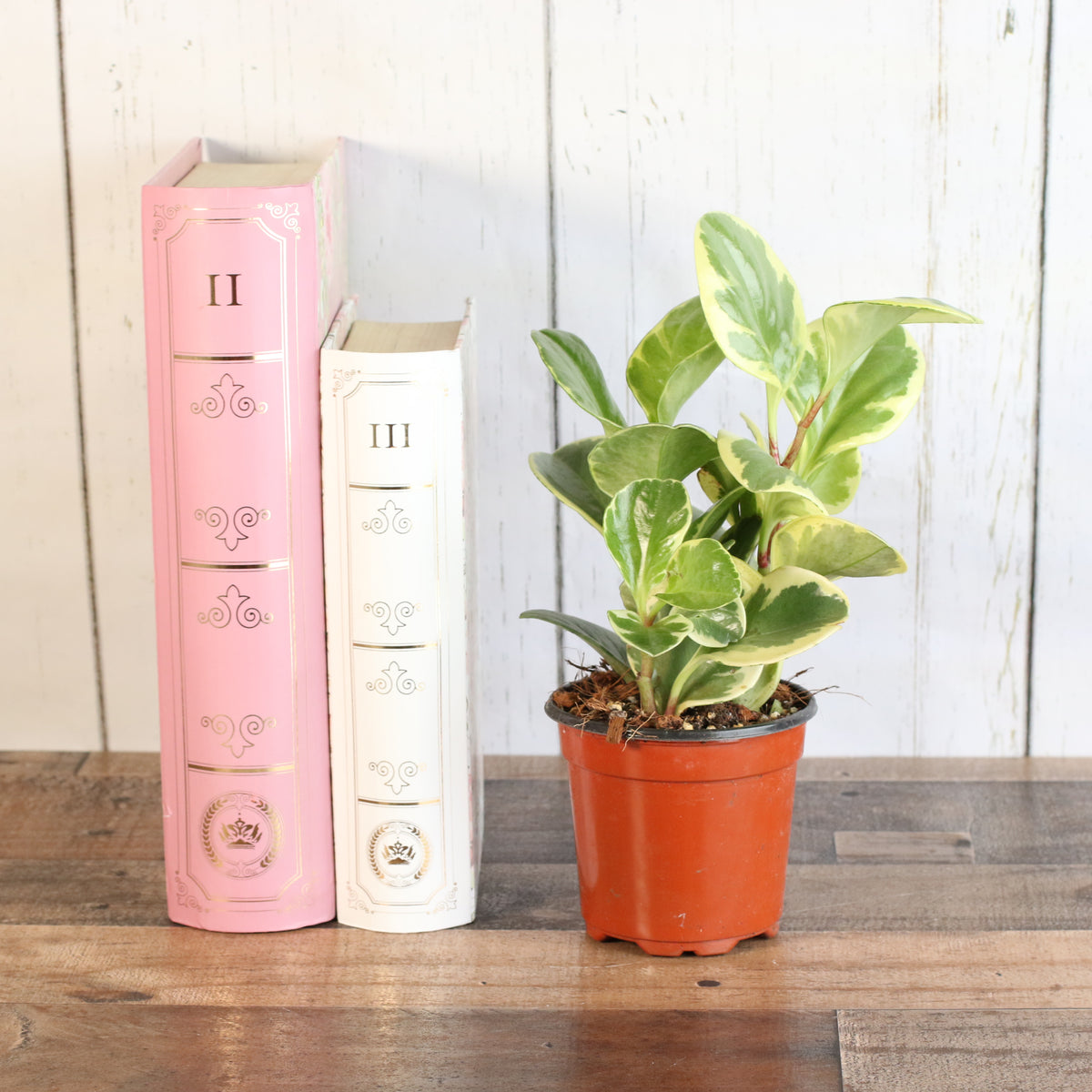 Peperomia Marble Variegated Baby Rubber Plant