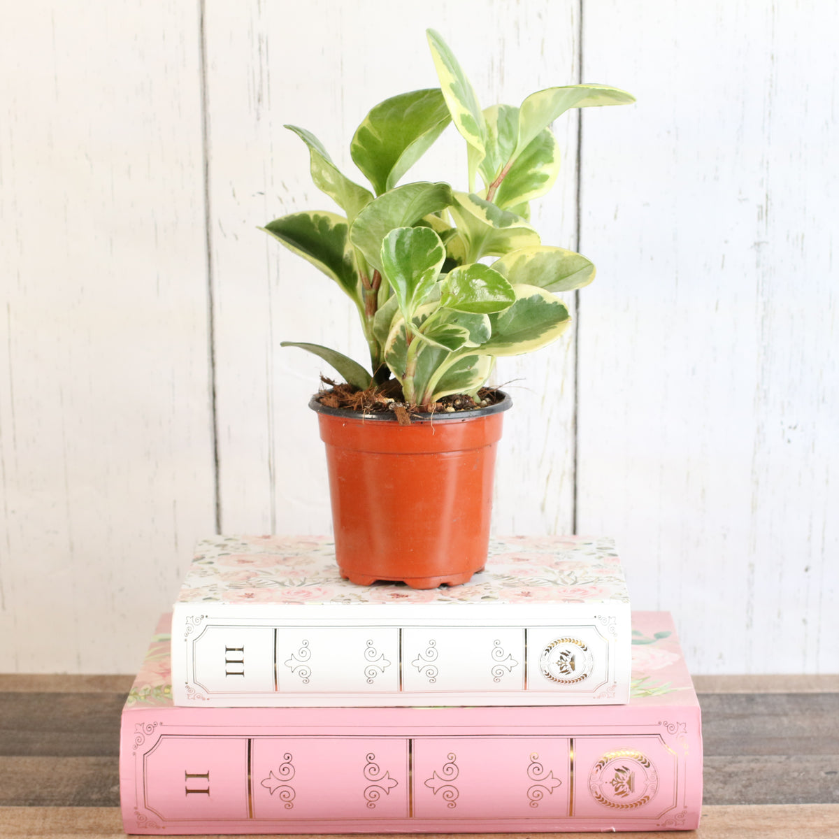 Peperomia Marble Variegated Baby Rubber Plant