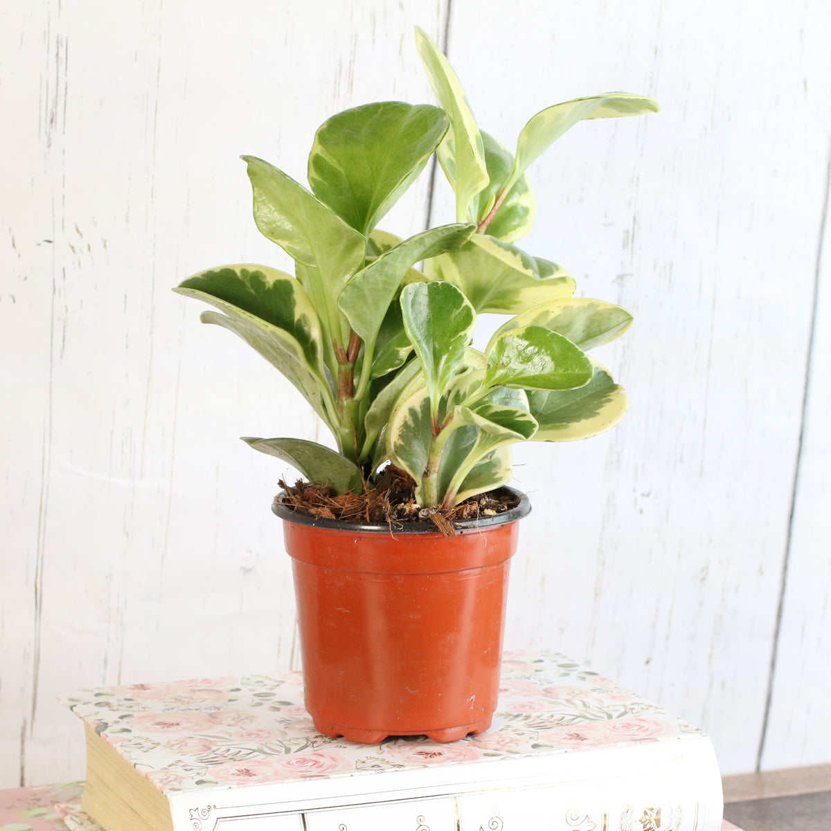 Peperomia Marble Variegated Baby Rubber Plant