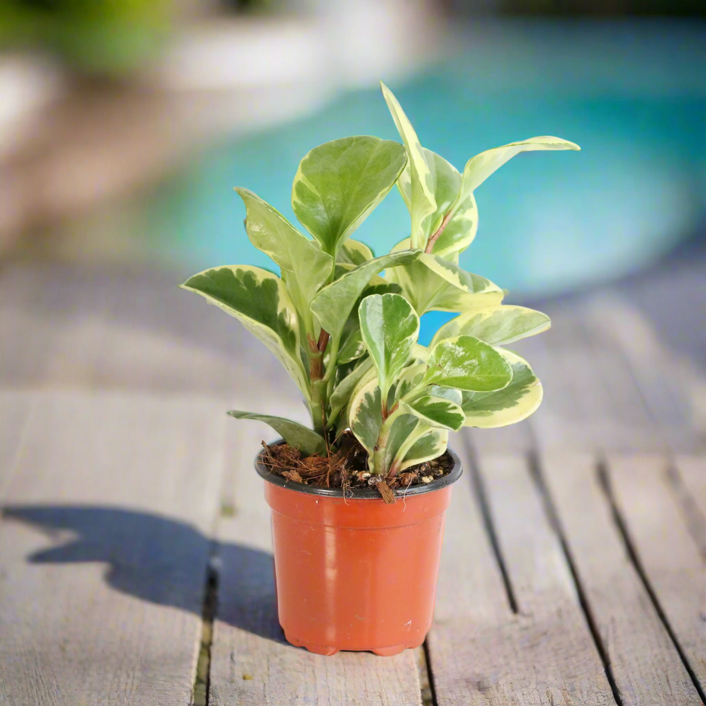 Peperomia Marble Variegated Baby Rubber Plant