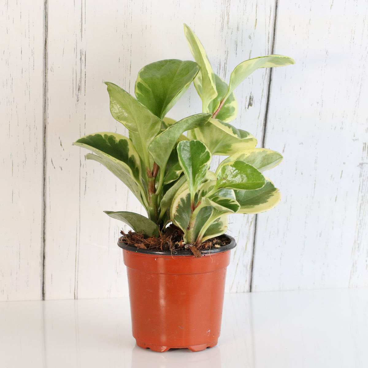 Peperomia Marble Variegated Baby Rubber Plant