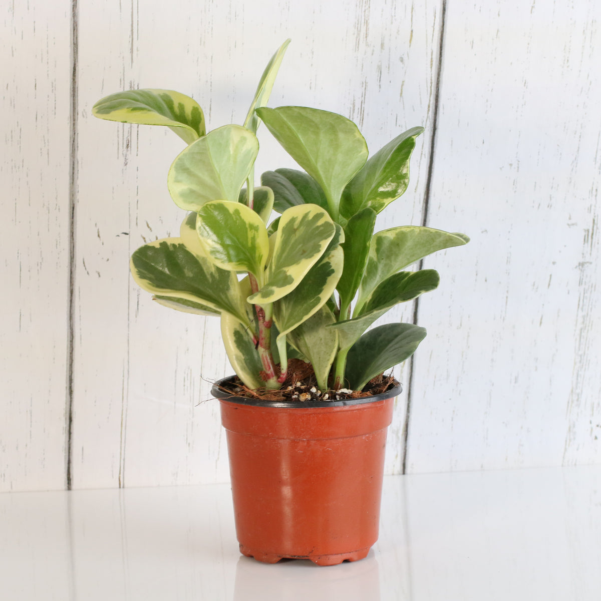 Peperomia Marble Variegated Baby Rubber Plant