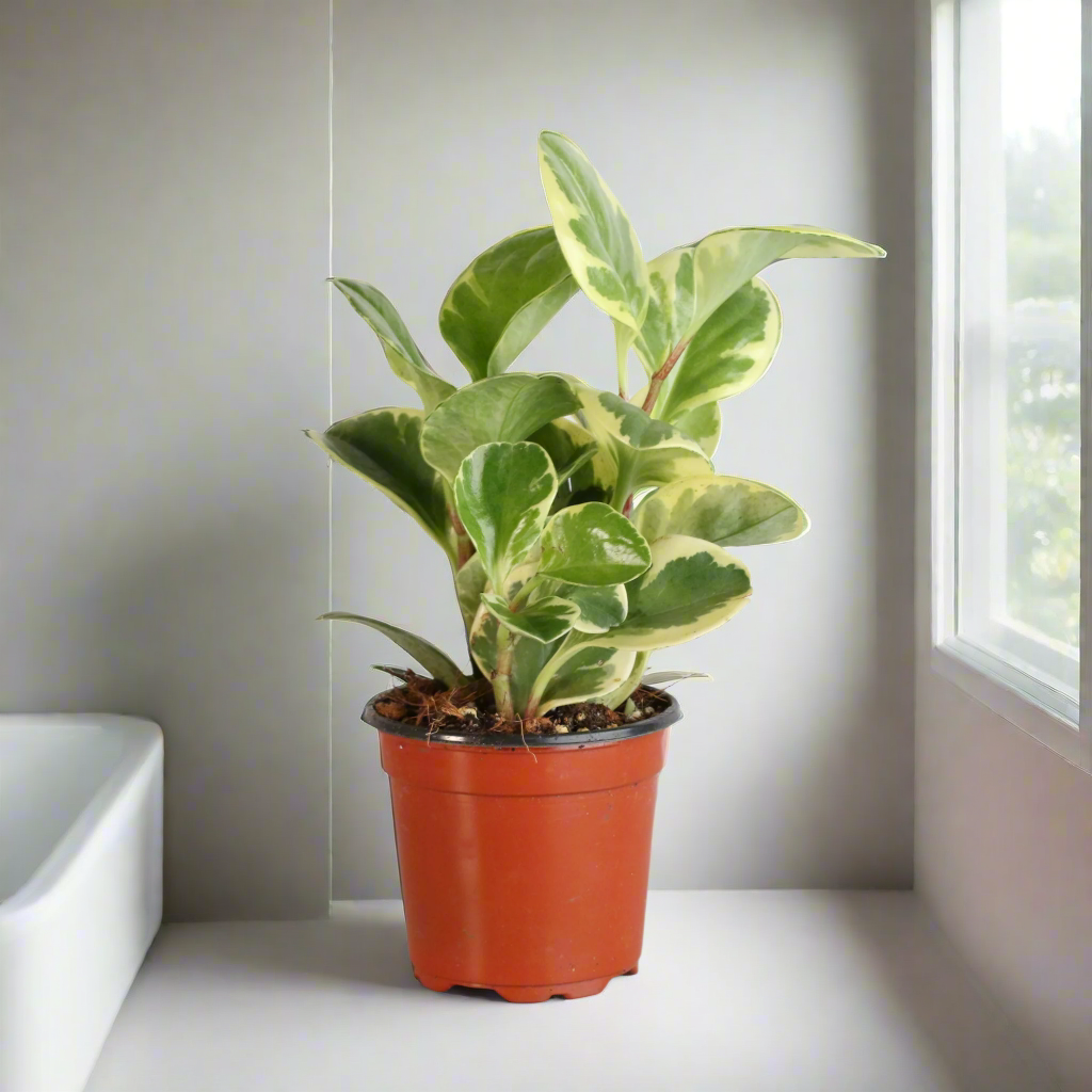 Peperomia Marble Variegated Baby Rubber Plant