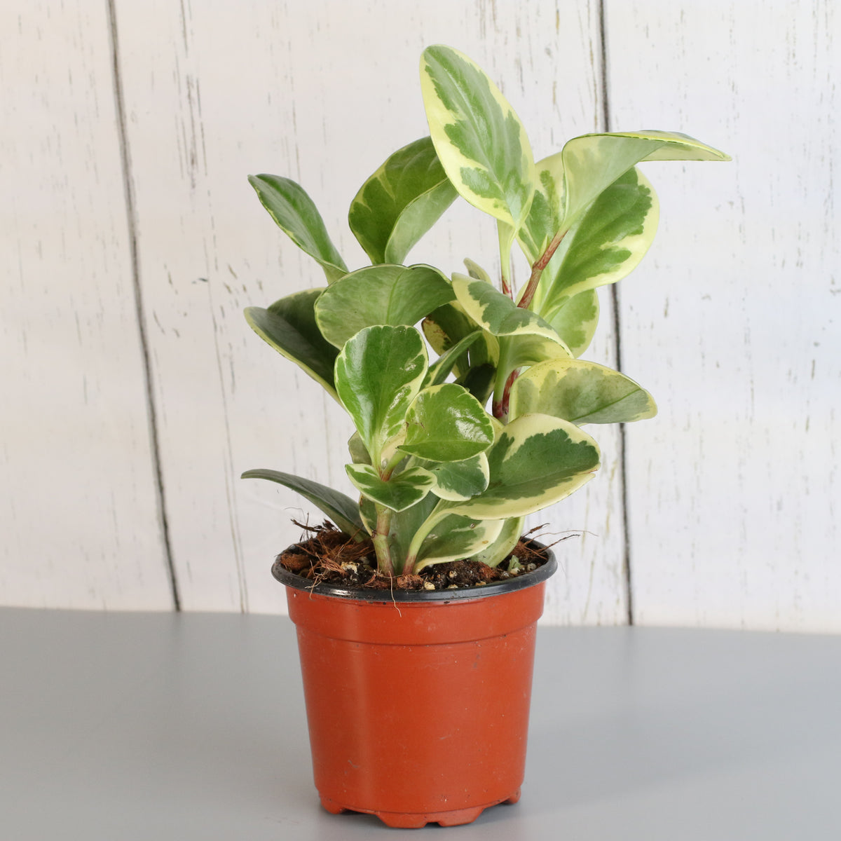 Peperomia Marble Variegated Baby Rubber Plant