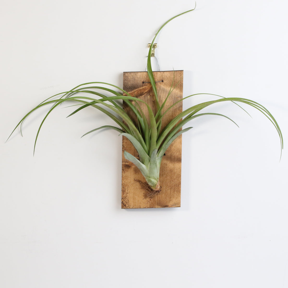 Bare Root Tillandsia Ionatha Rubra
