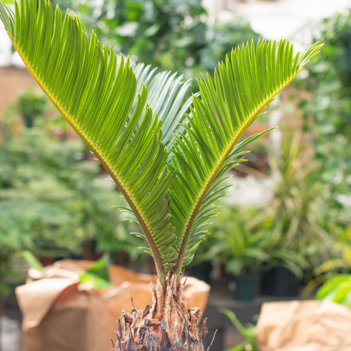 King Sago Palm