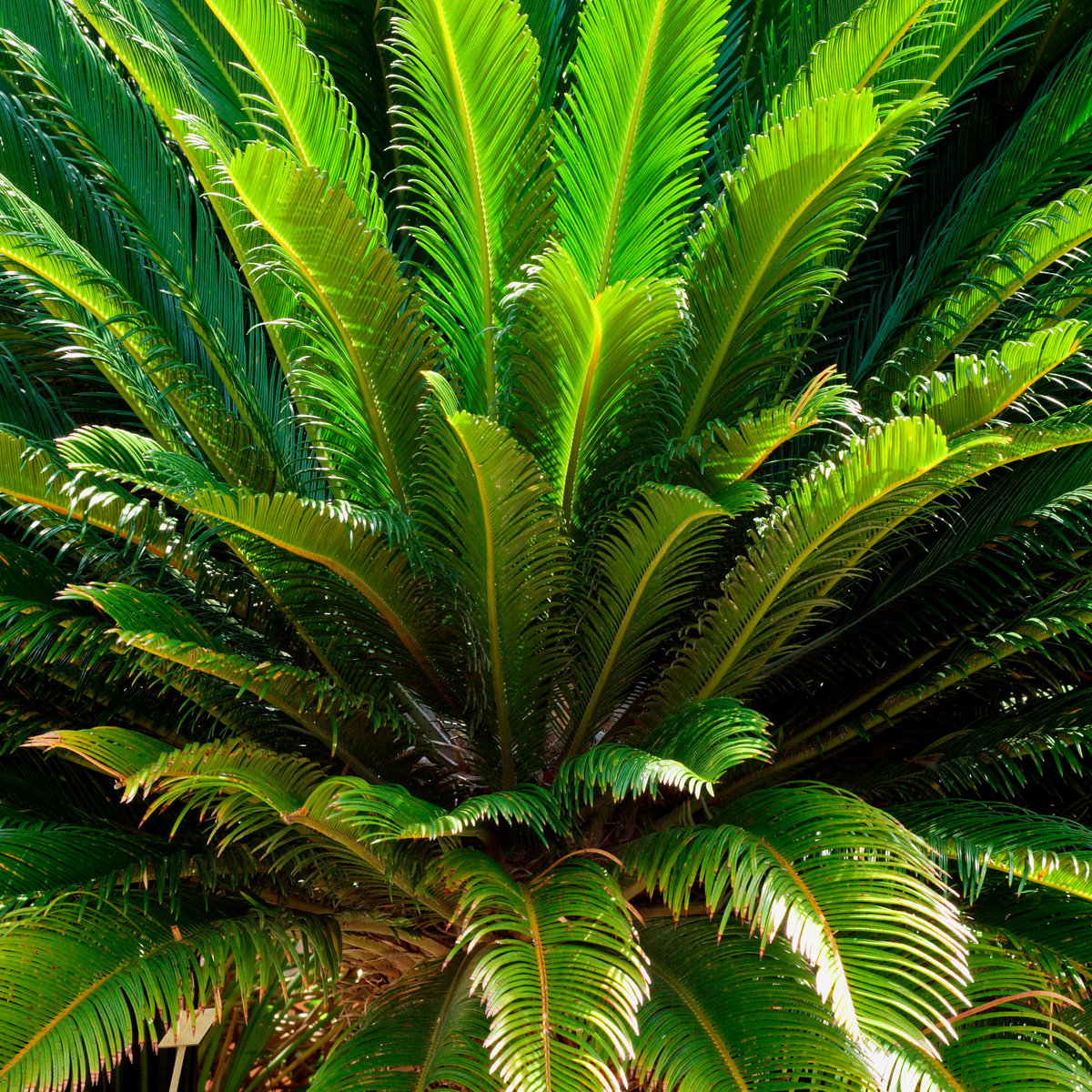 King Sago Palm