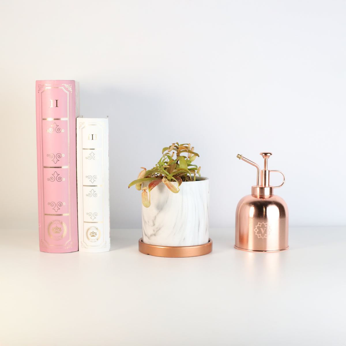 Nepenthes Sanguinea Carnivorous Plant in Daphne 4.5" Ceramic Planter.