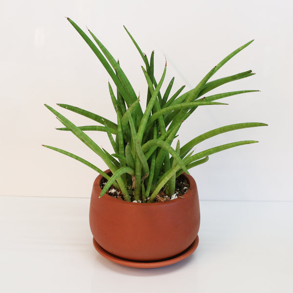 snake aloe vera plant Sanseveria Cylindrea Snake Plant