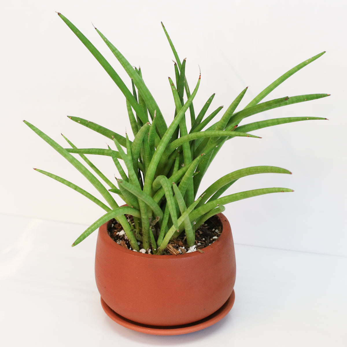 Sanseveria Cylindrea Snake Plant