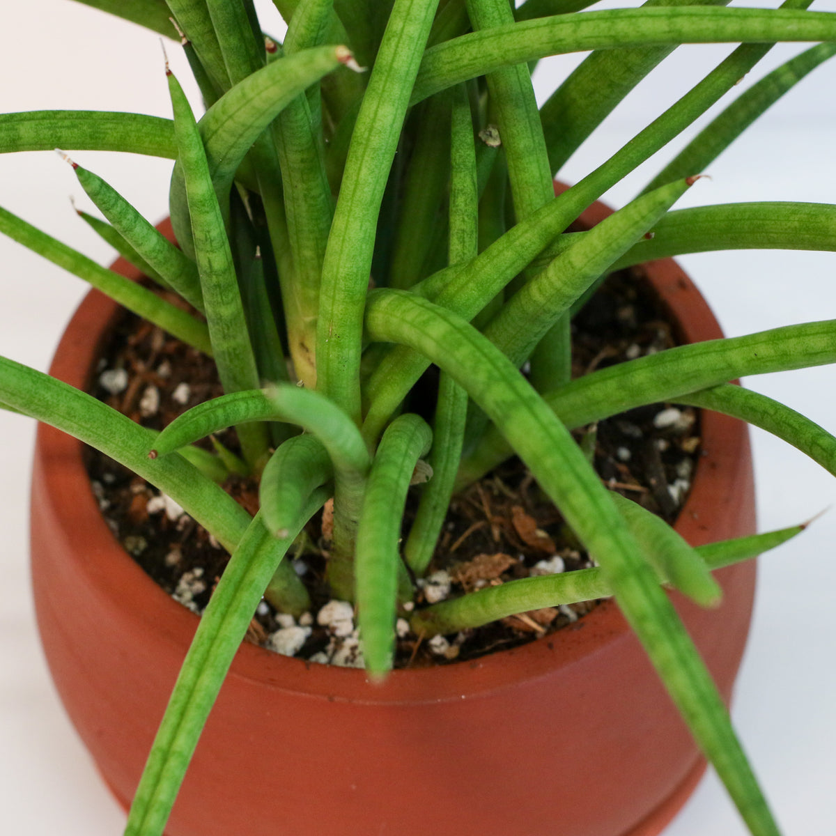 Sanseveria Cylindrea Snake Plant