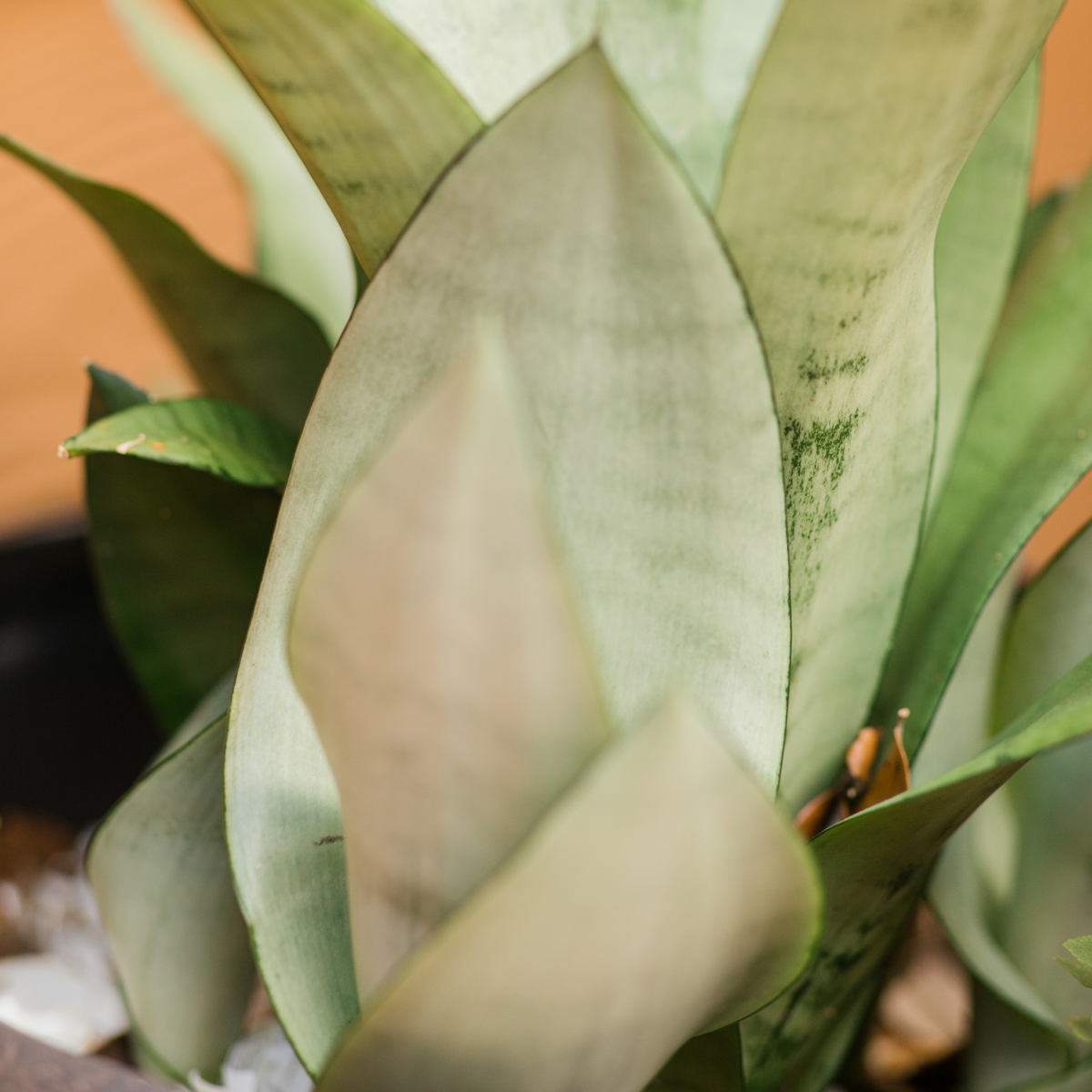 Silver Moonshine Sansevieria Snake Plant-Rare